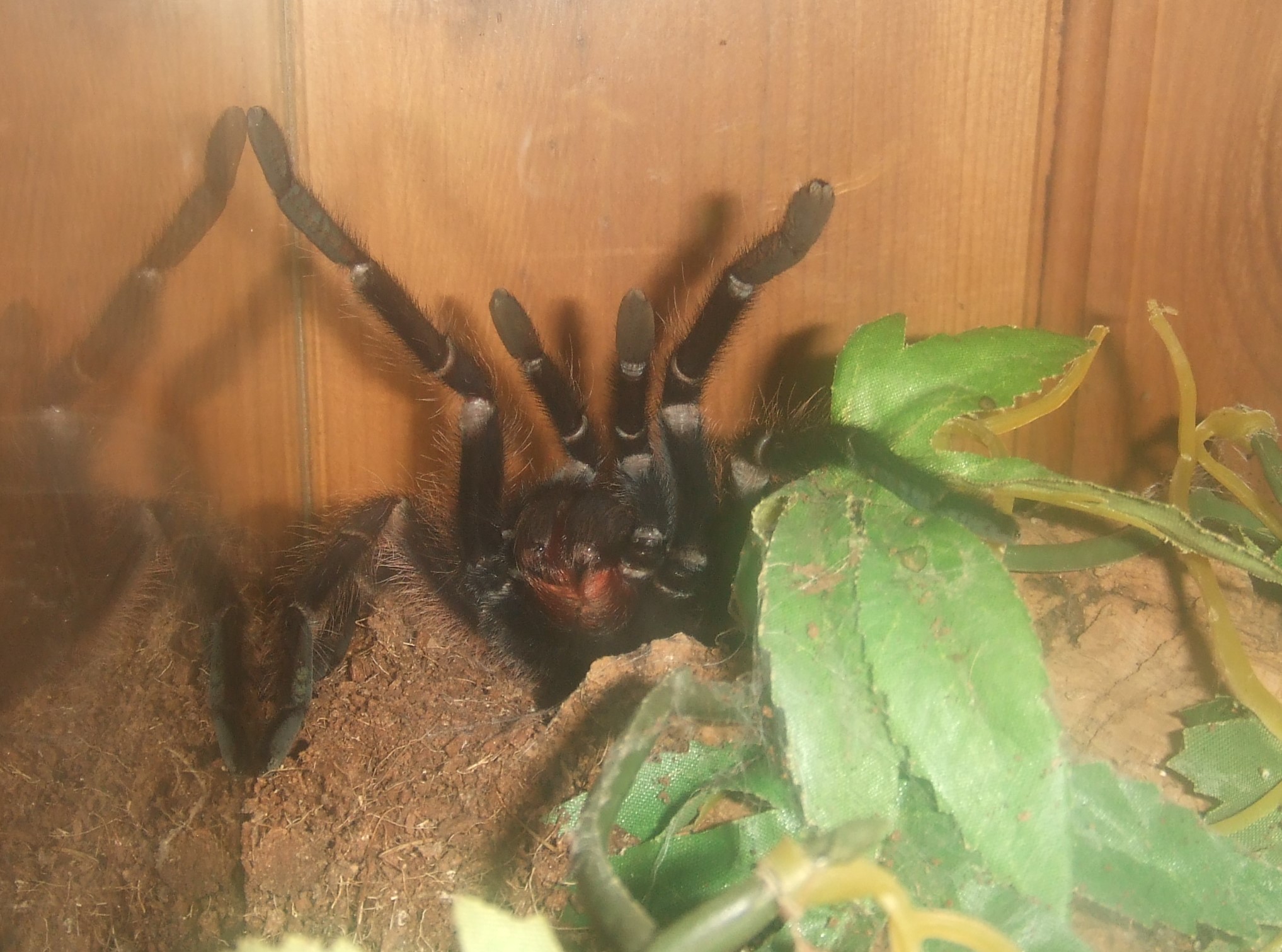 Phormictopus atrichomatus - Amapa