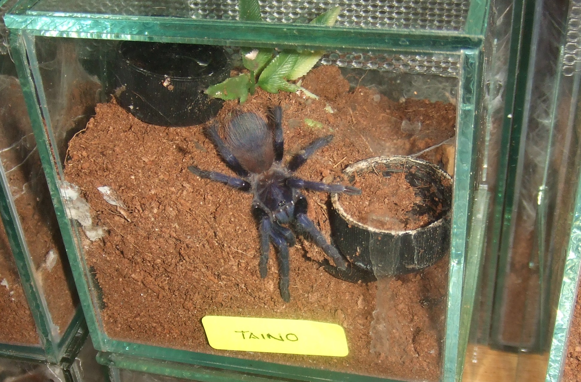 Phormictopus atrichomatus - Taino