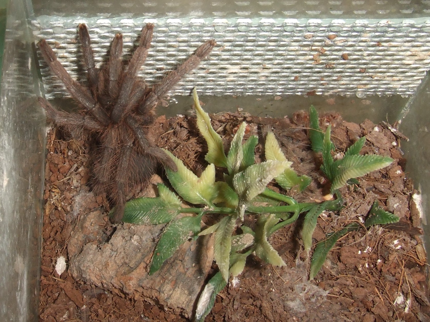 Phormictopus auratus - Jiqui