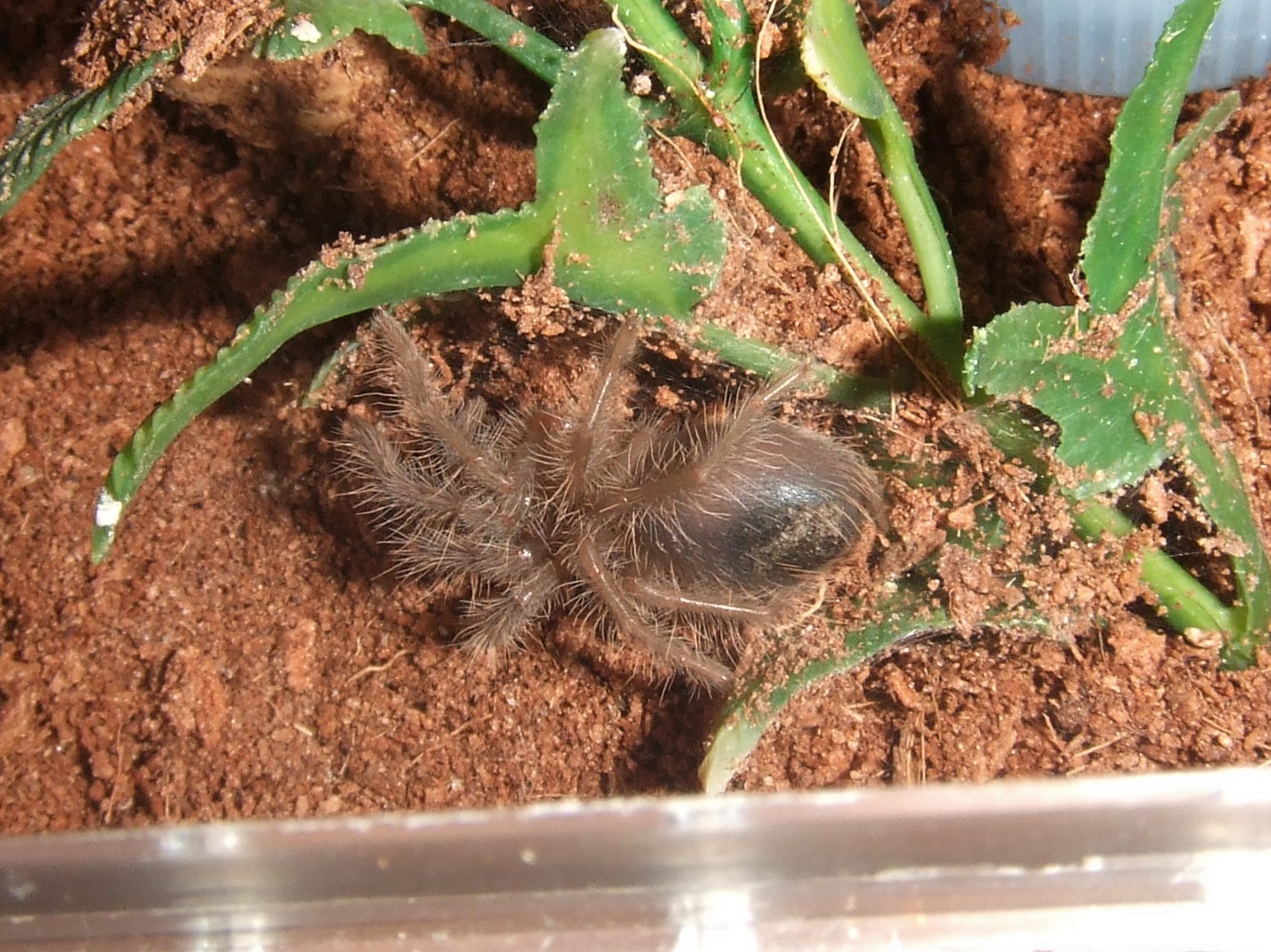 Phormictopus auratus   - Levisa