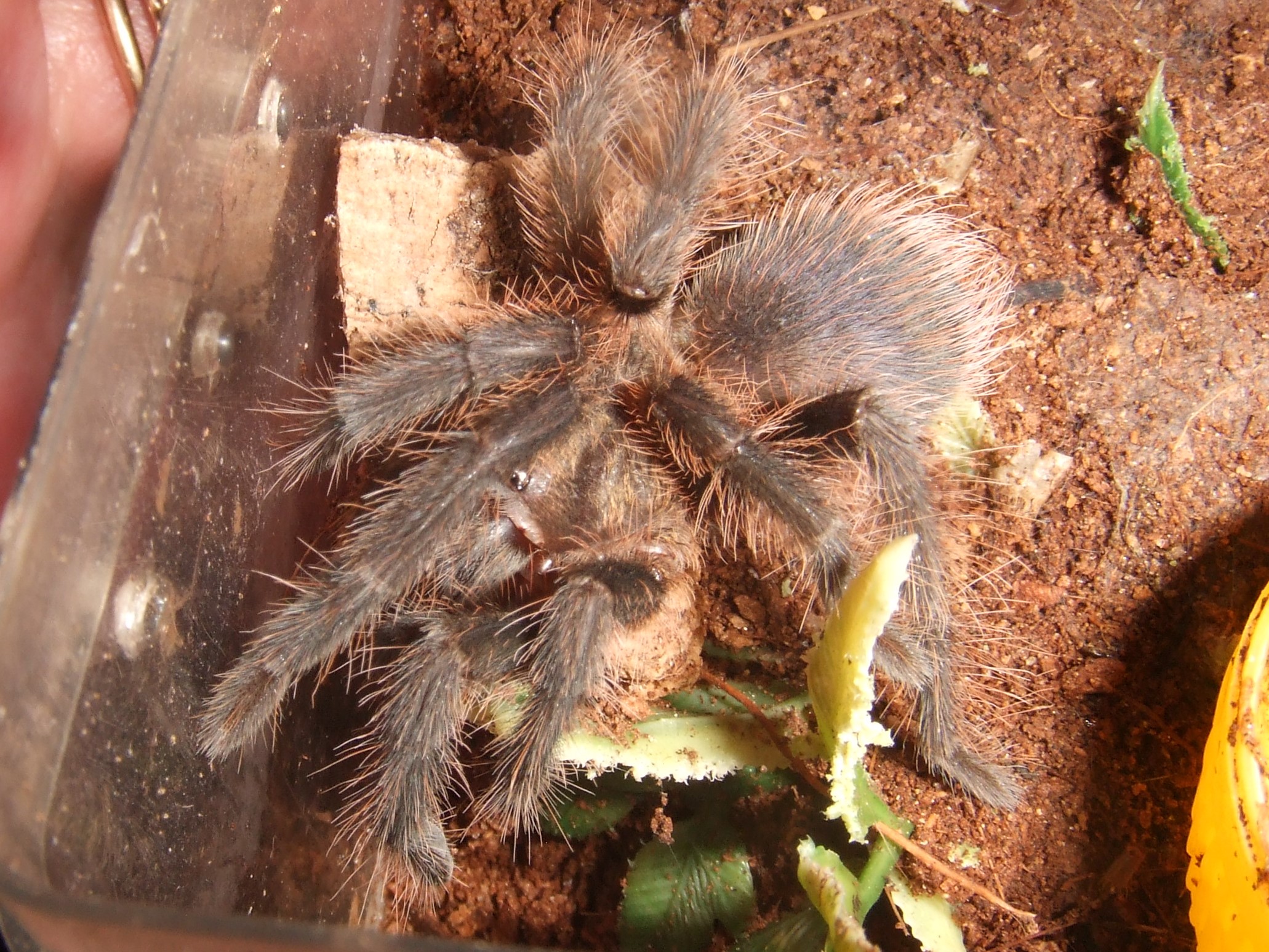 Phormictopus auratus - Levisa