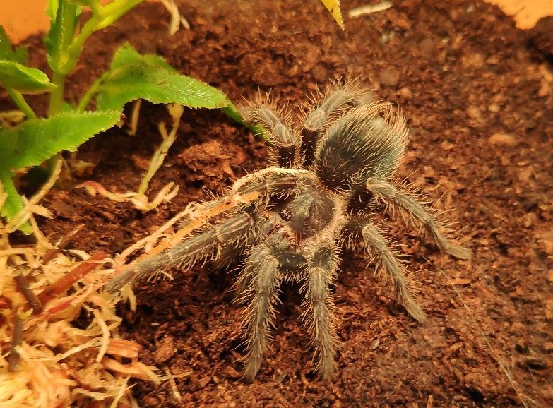 Phormictopus cancerides, Haitian Brown.