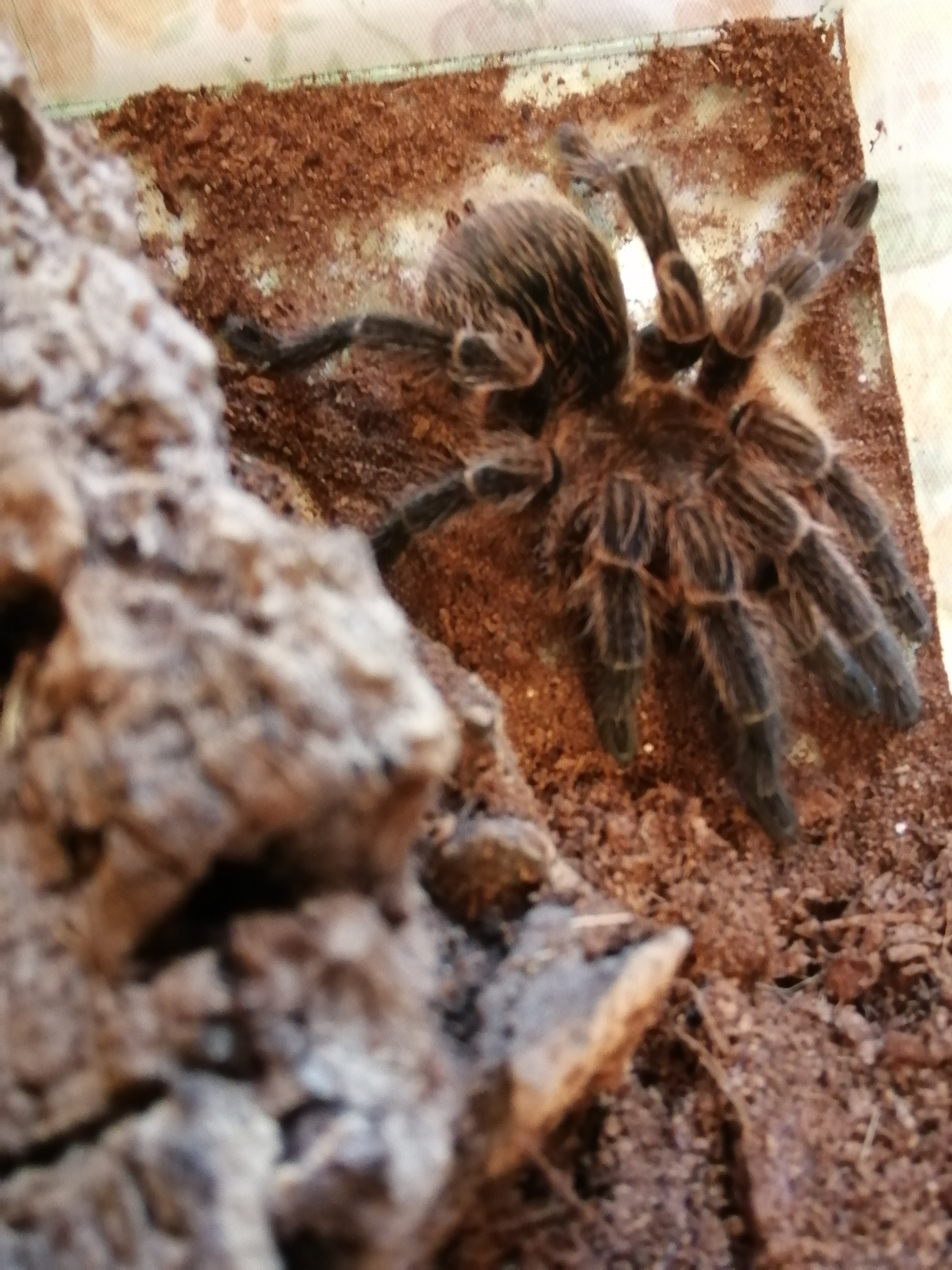 Phormictopus sp bistratus