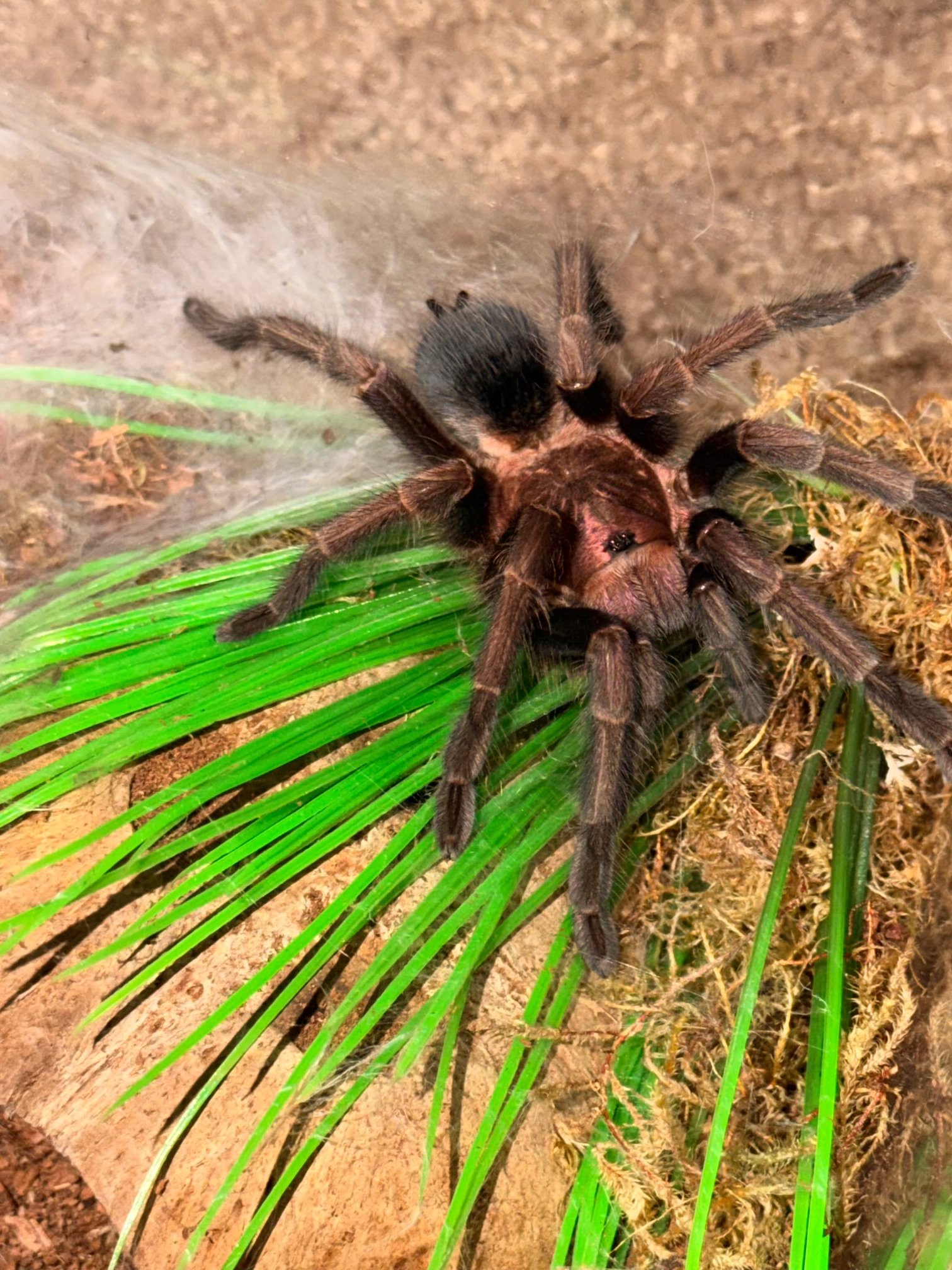 Phormictopus sp. Dominican Purple