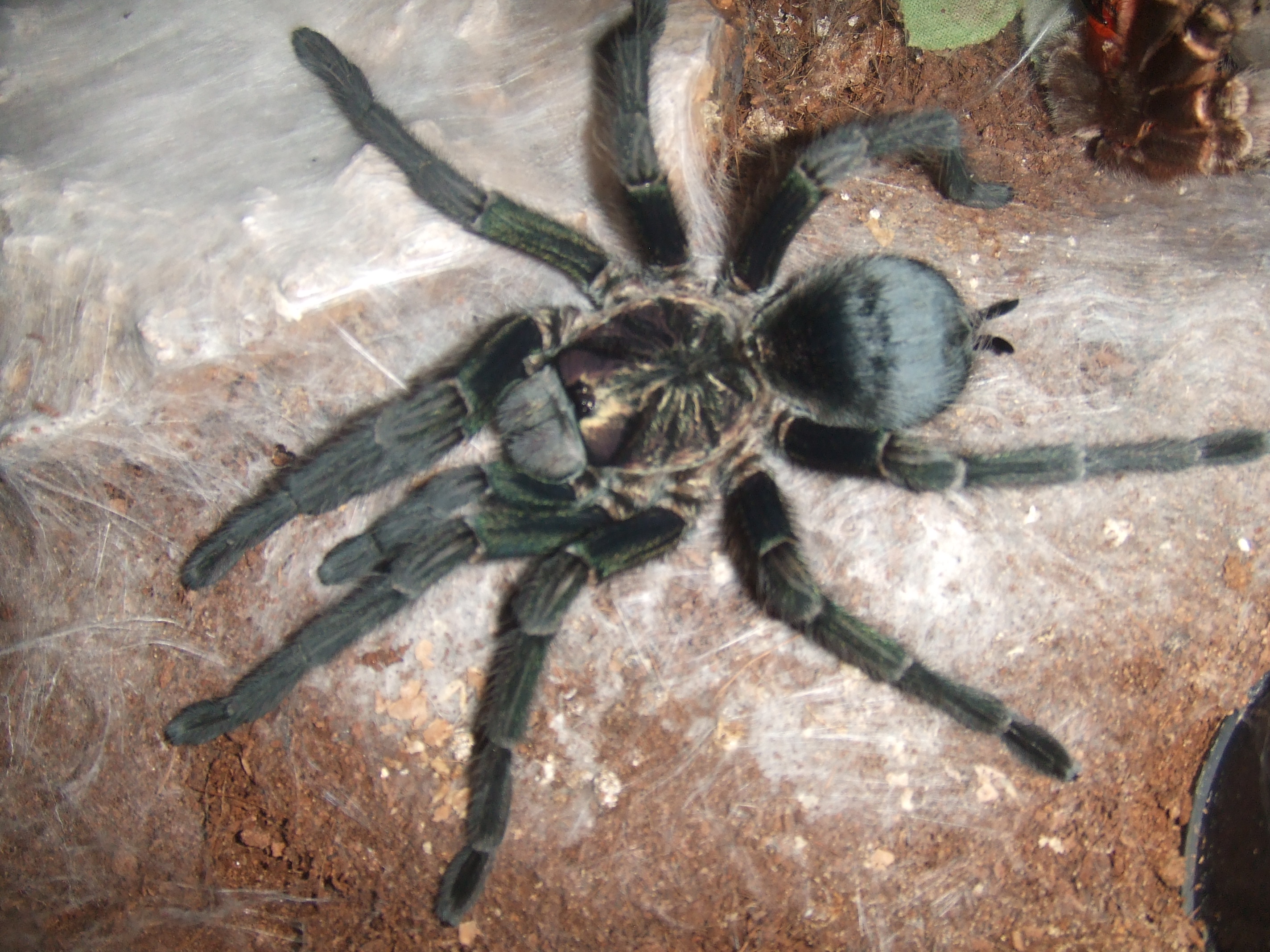 Phormictopus sp. full green - Guaba