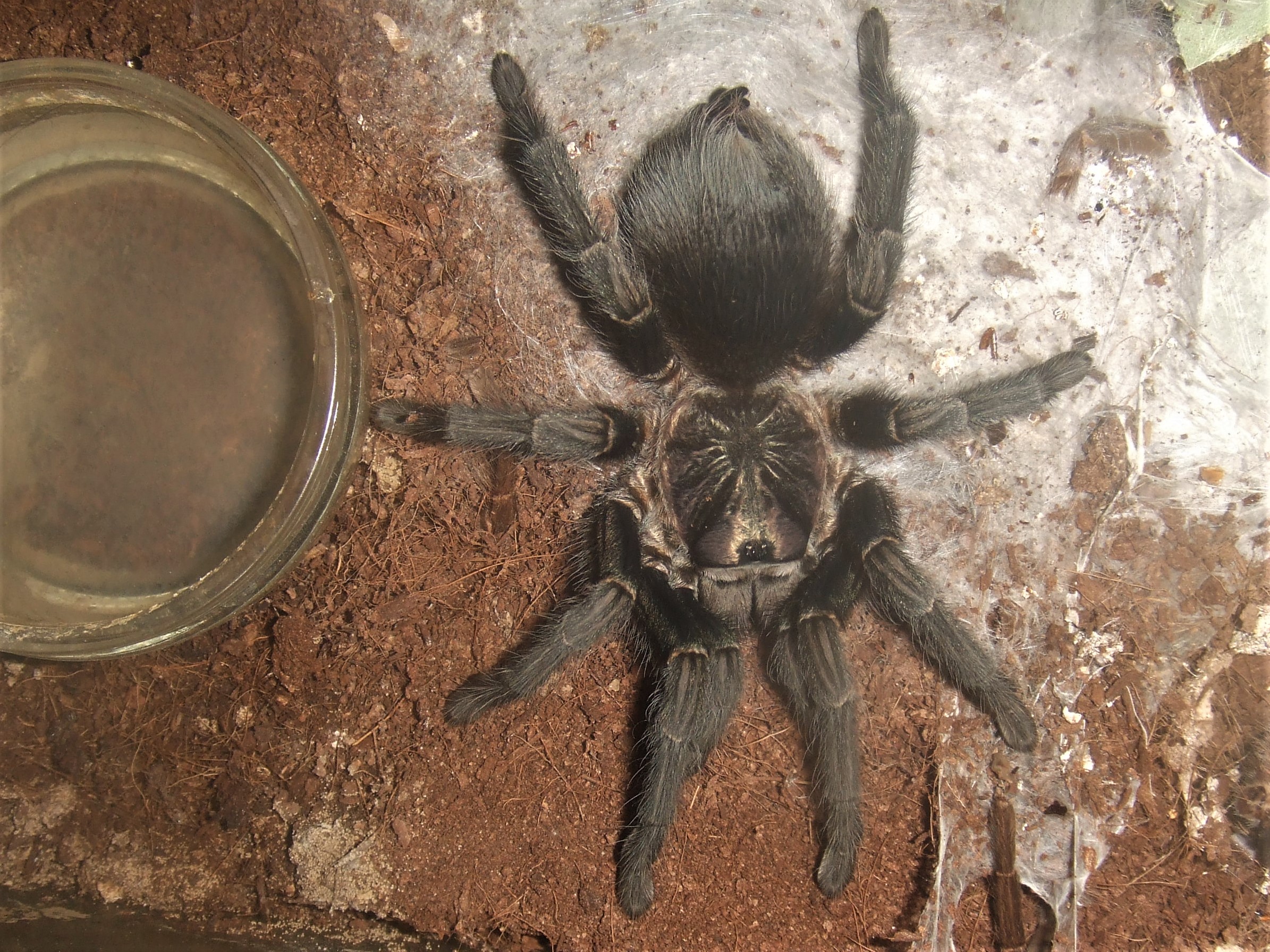 Phormictopus sp. full green - Guaba