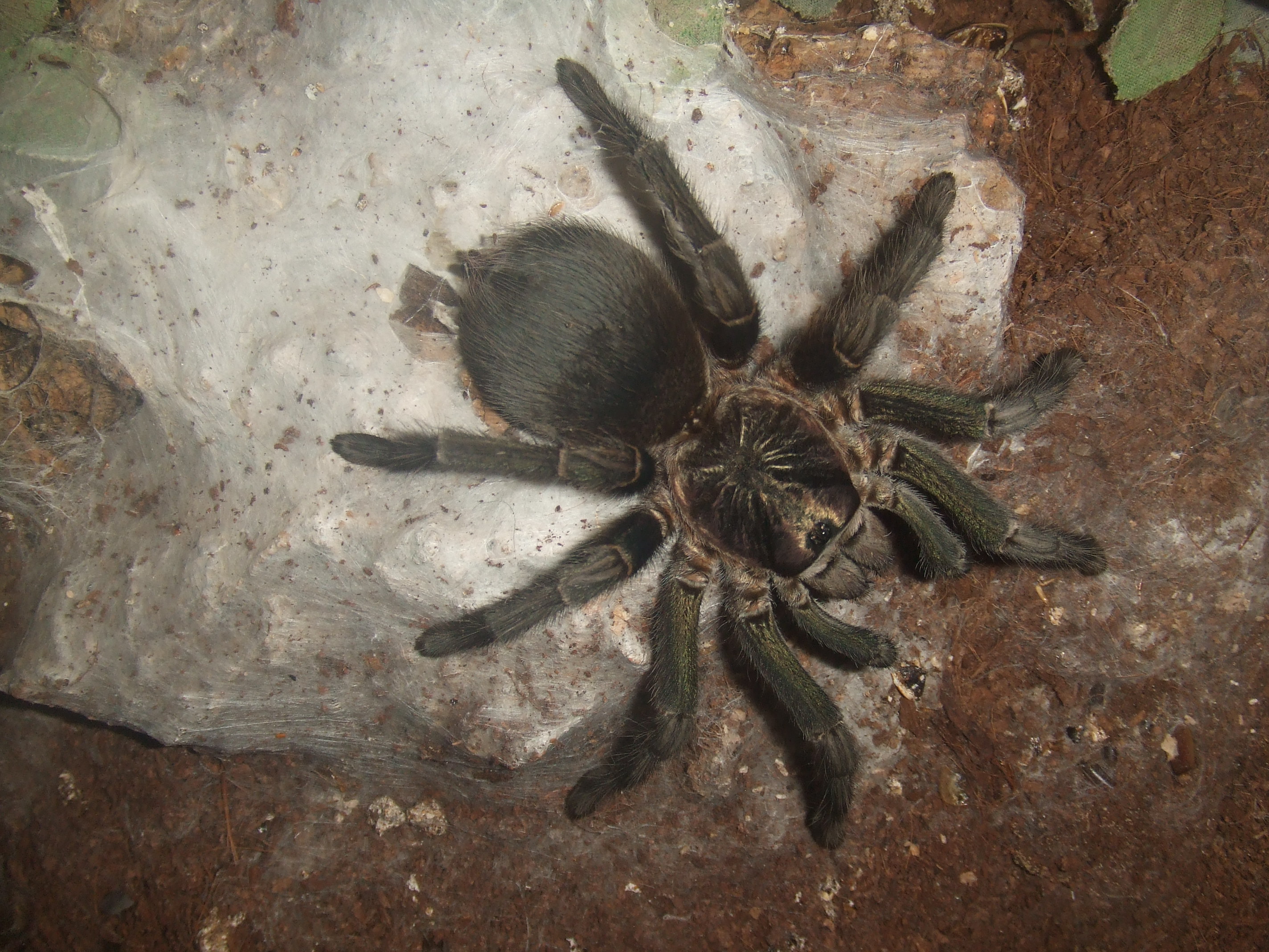 Phormictopus sp. full green - Guaba