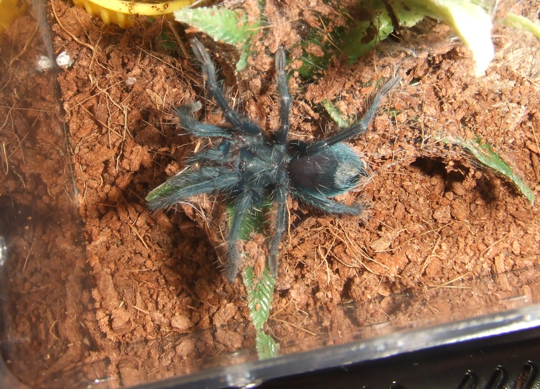 Phormictopus sp. full green - Guaba