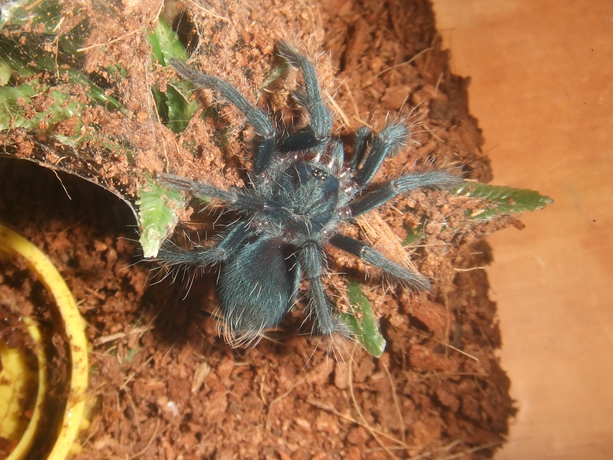 Phormictopus sp. full green - Guaba