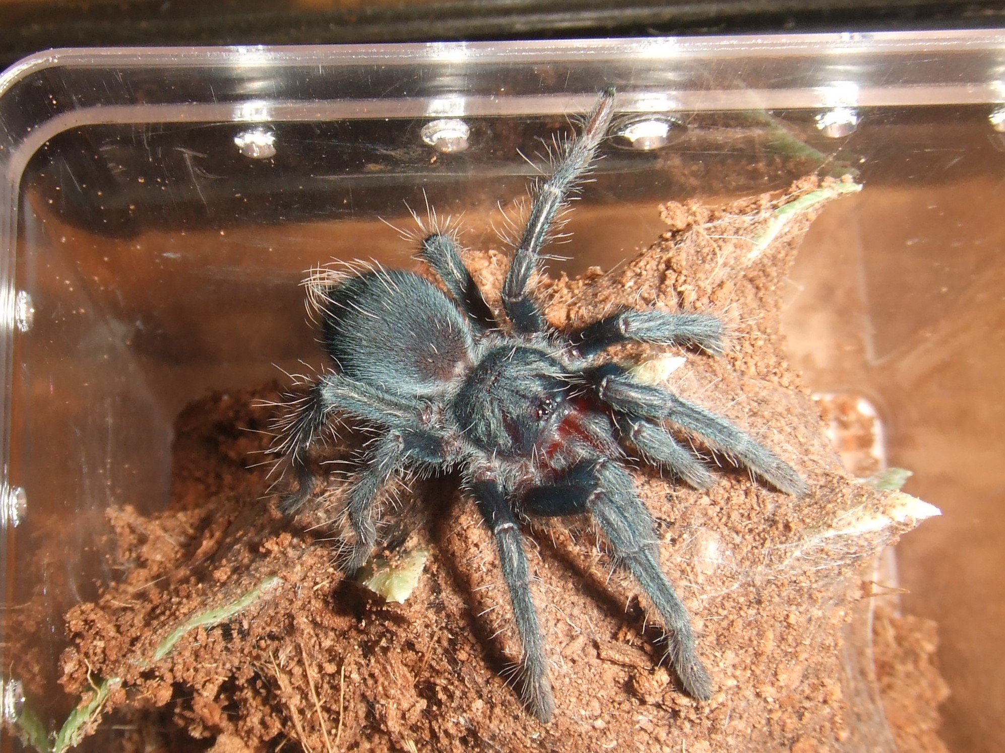 Phormictopus sp. full green - Guaba