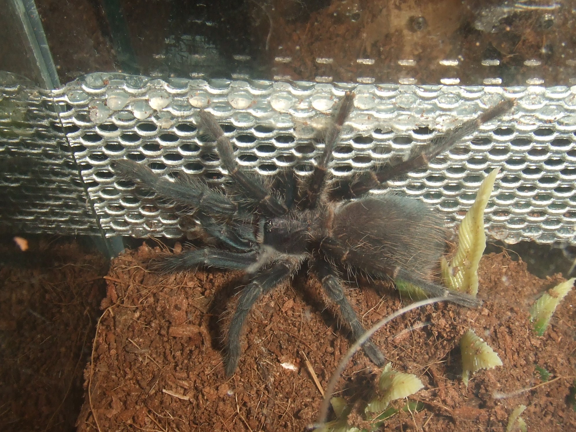 Phormictopus sp. full green - Guaba