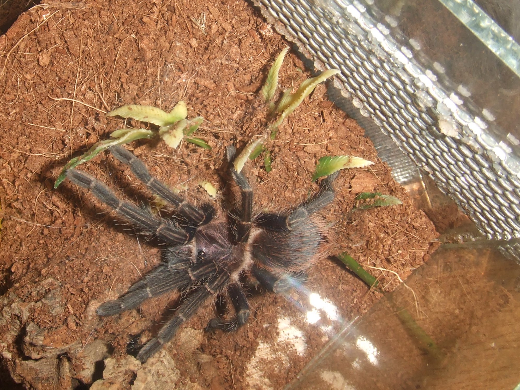 Phormictopus sp. full green - Guaba