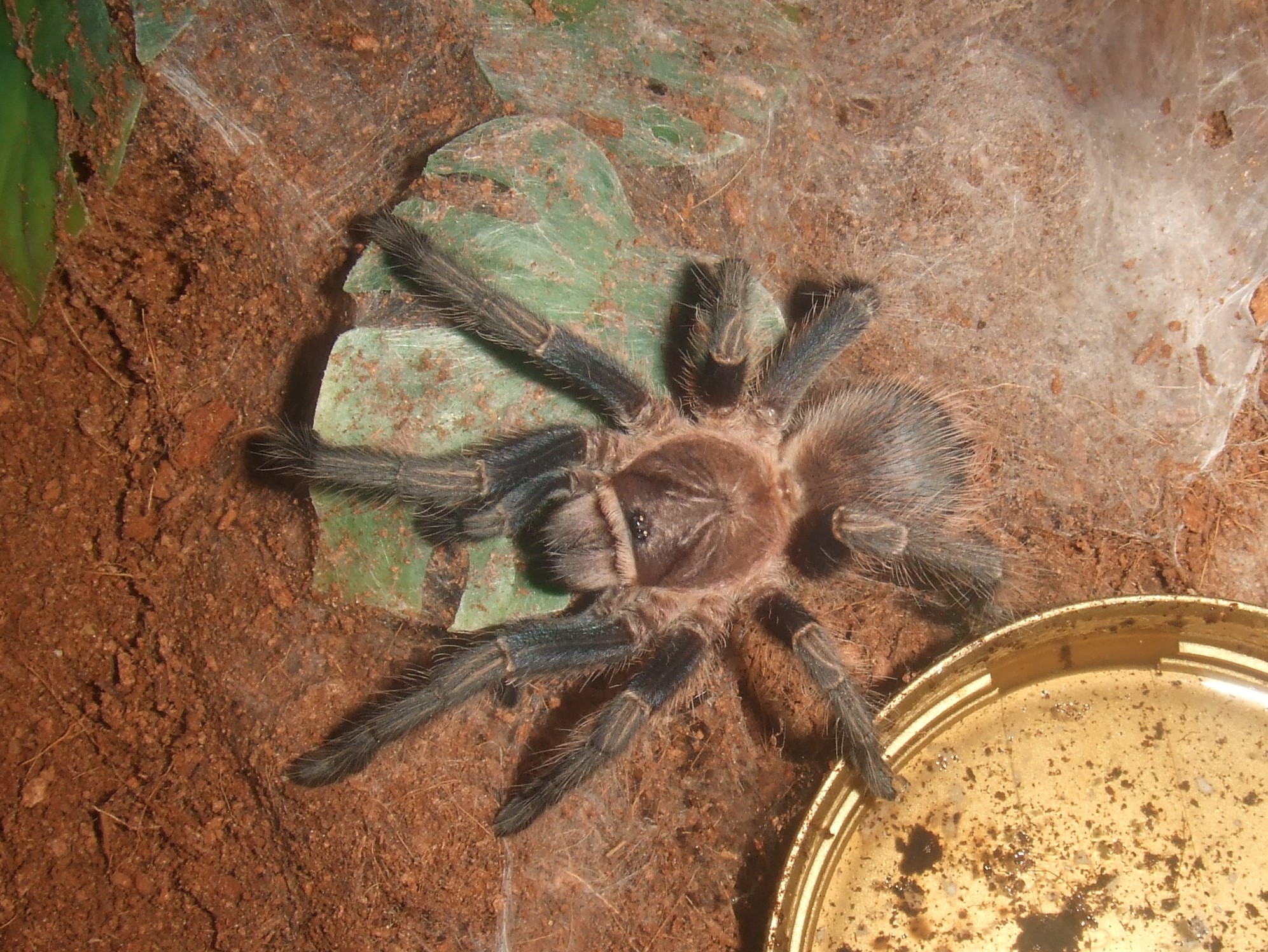 Phormictopus sp. full green - Guaba