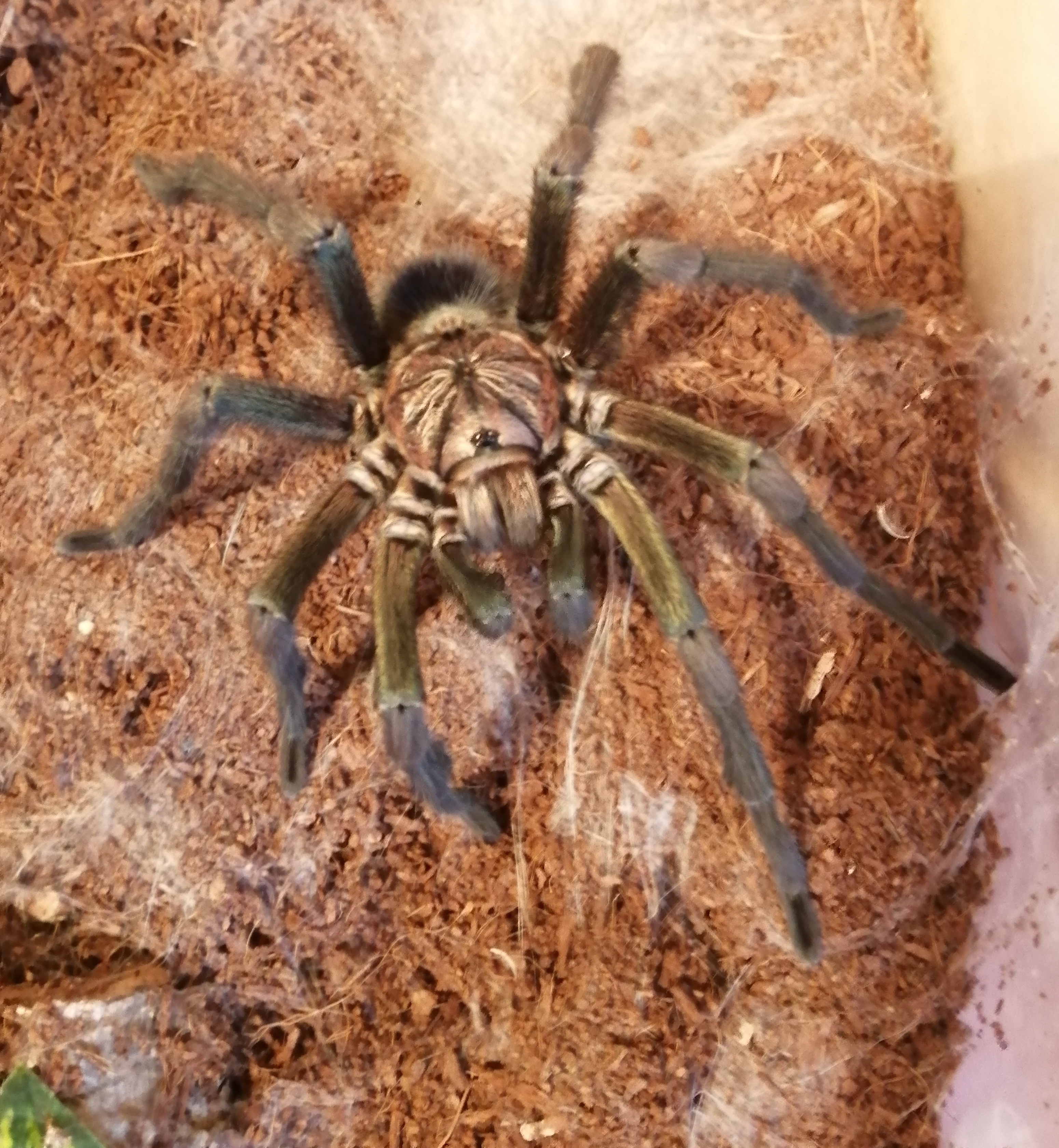 Phormictopus sp full green MM