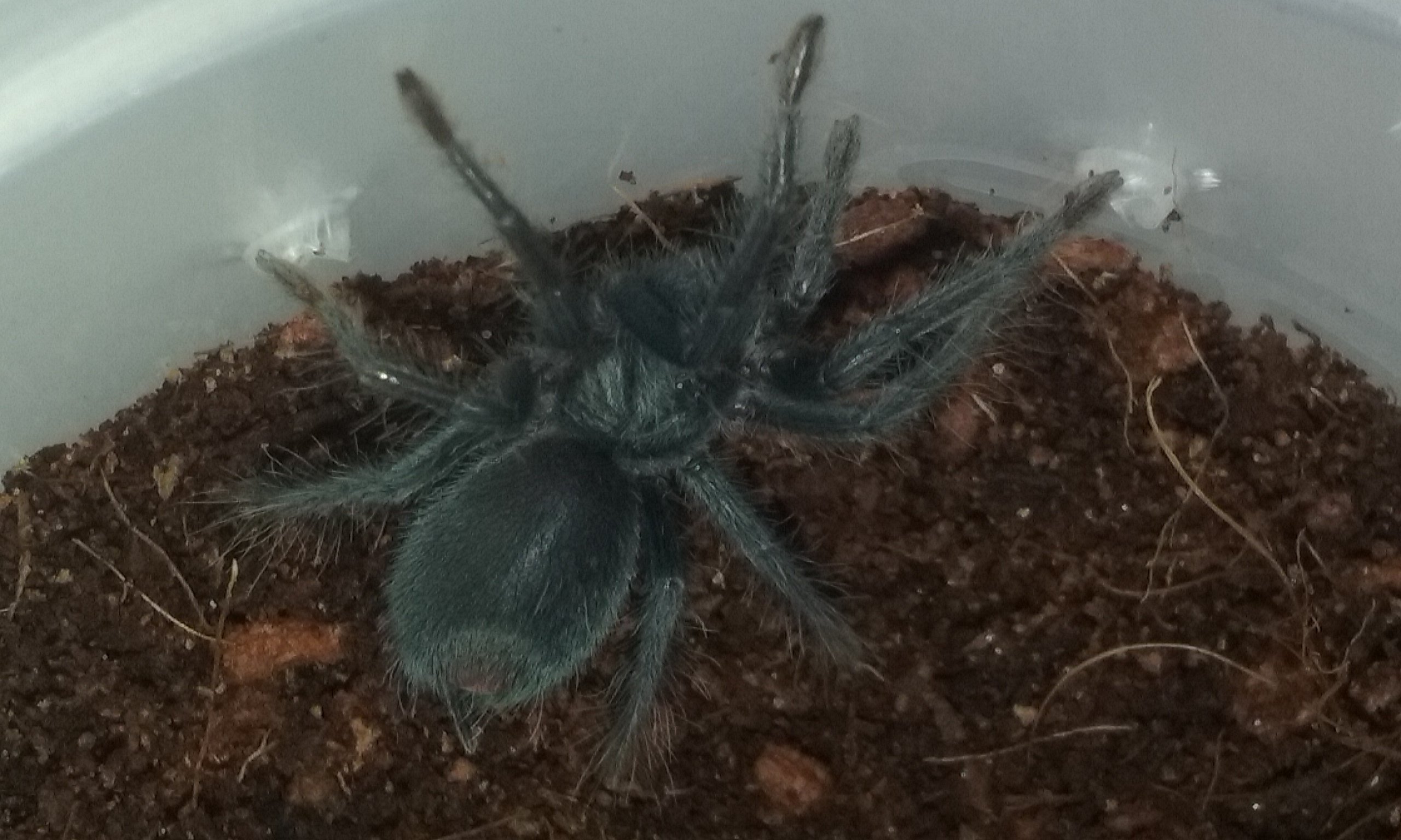 Phormictopus sp. full green