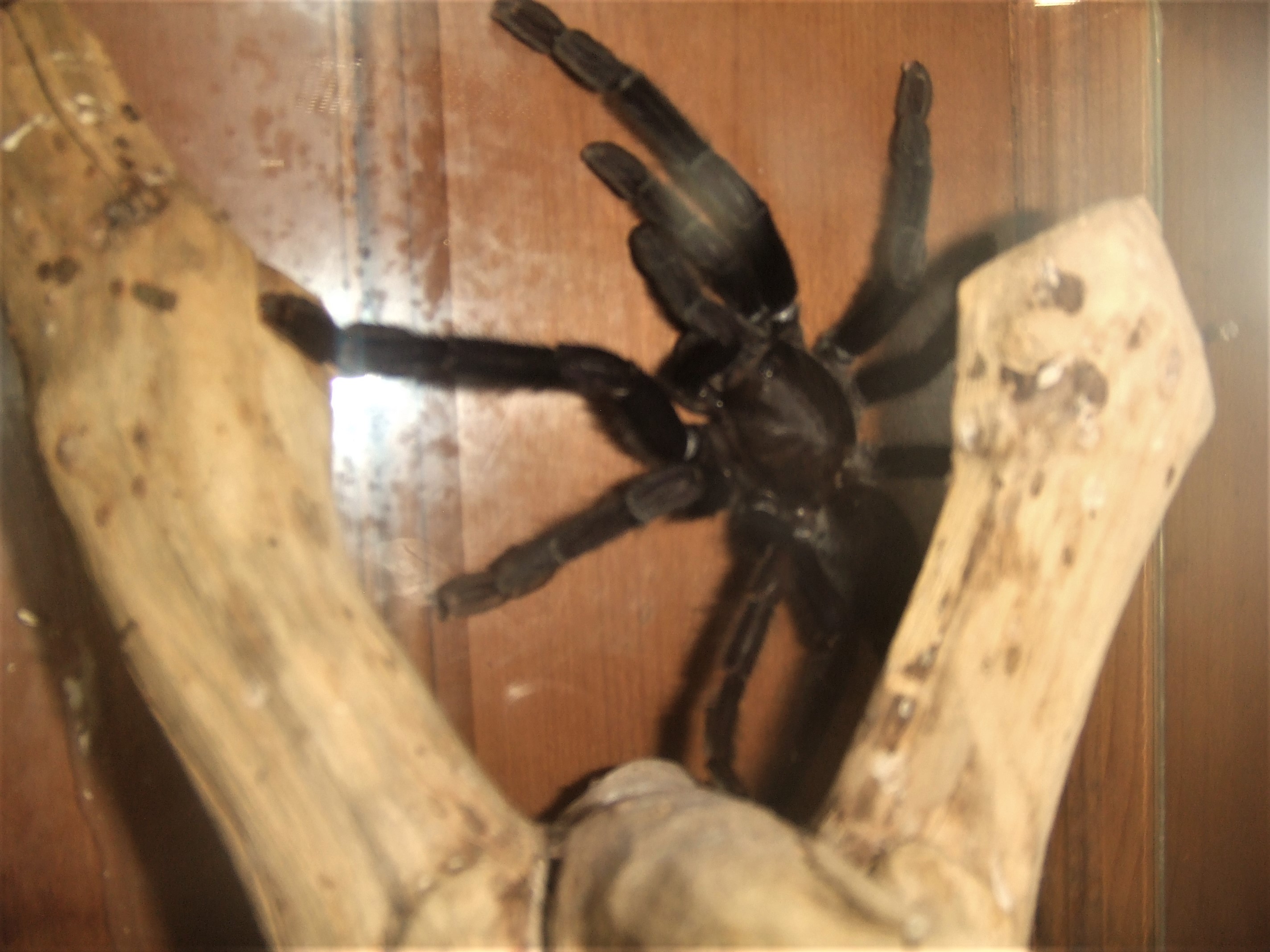 Phormingochilus arboricola (Formerly Lampropelma sp. Borneo Black) - Sable