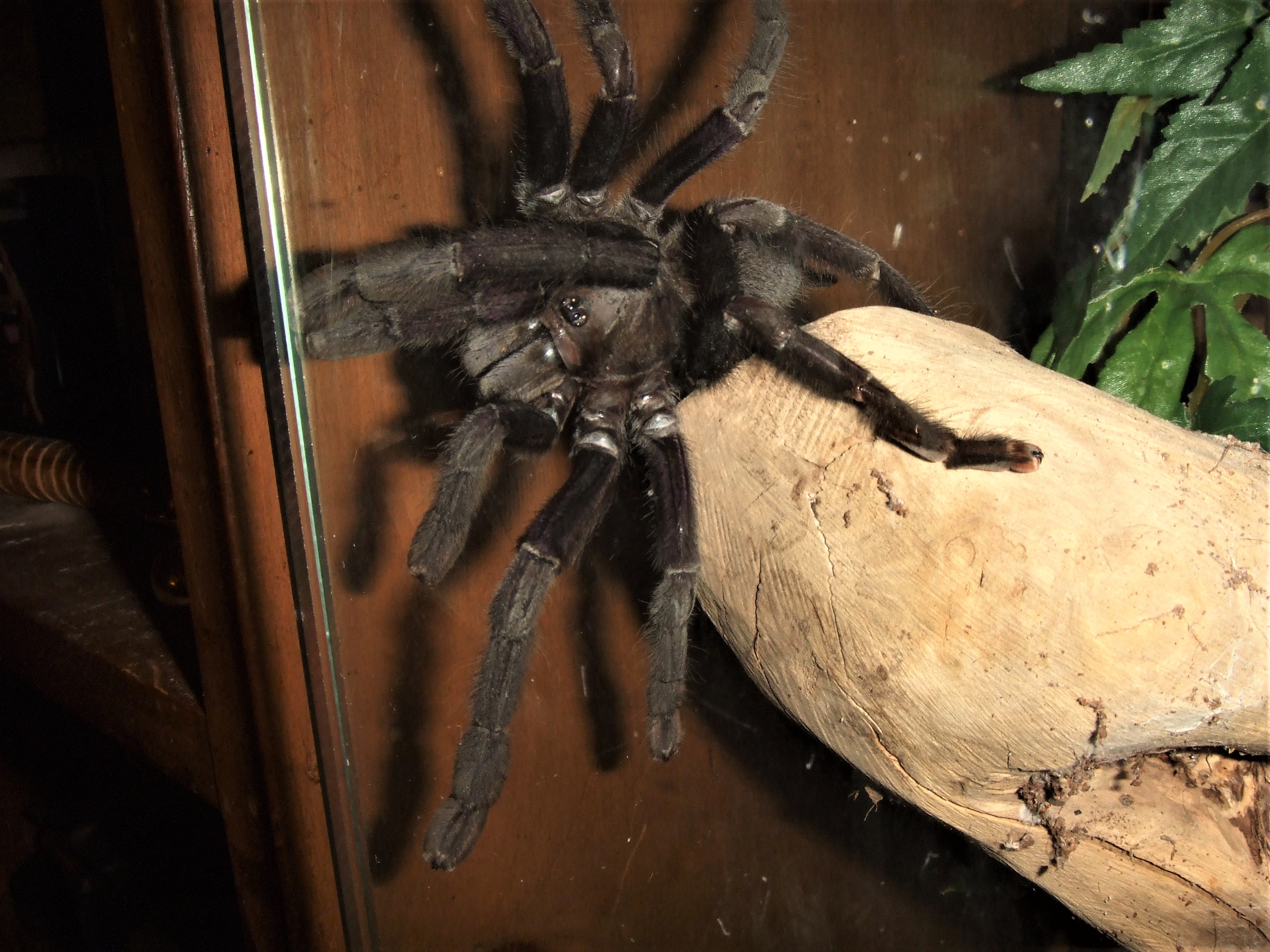 Phormingochilus arboricola - Sable