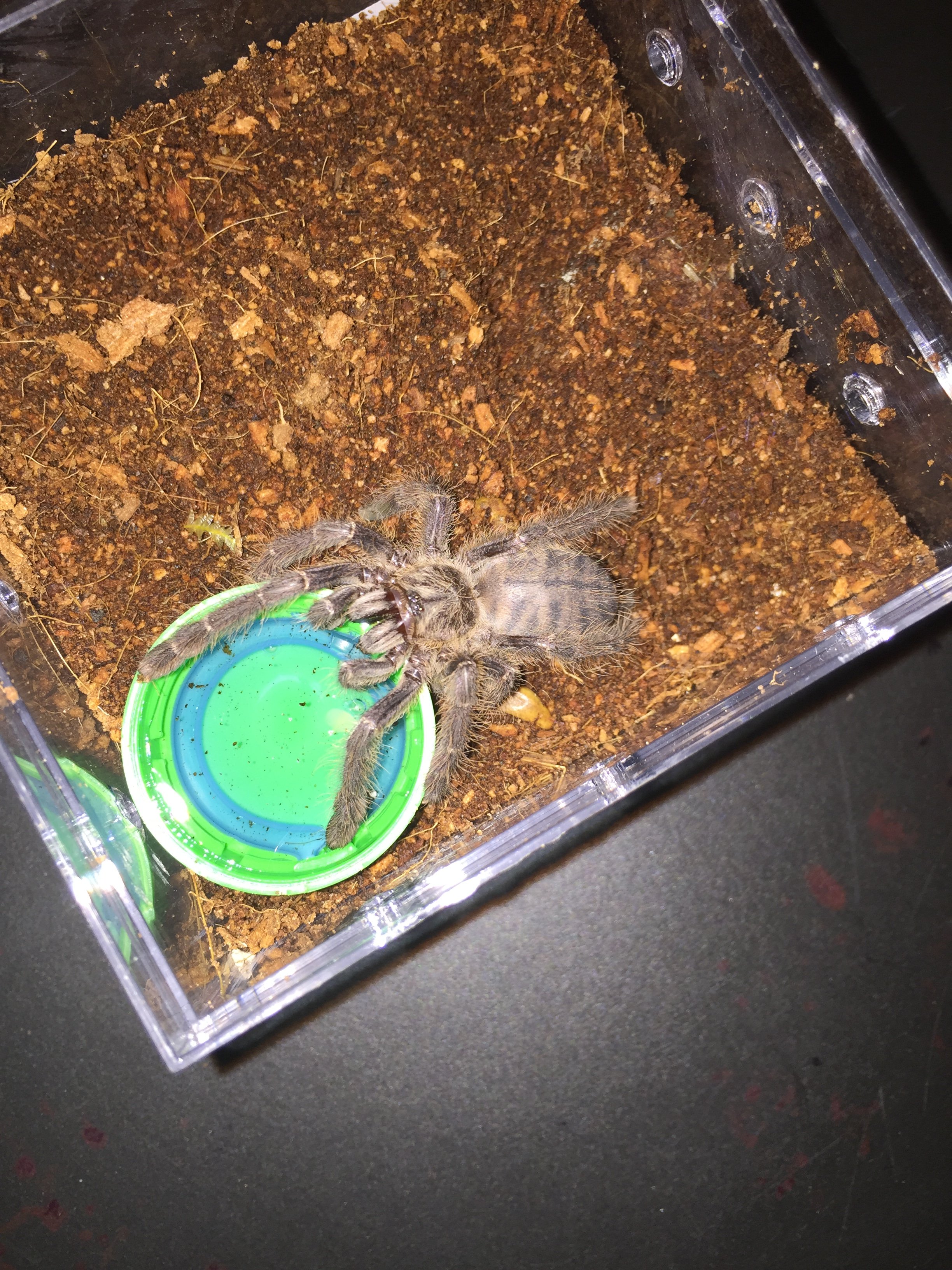 Phormingochilus carpenteri, formerly C sp. Sulawesi black