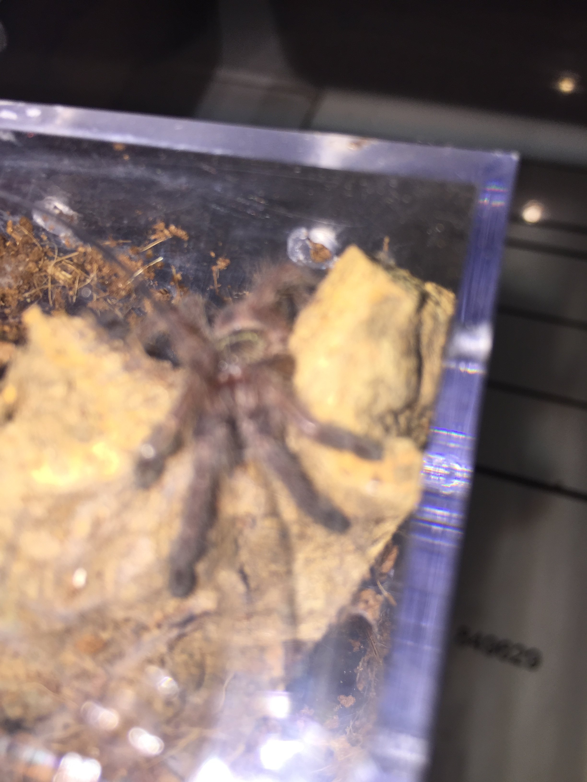 Phormingochilus carpenteri sling