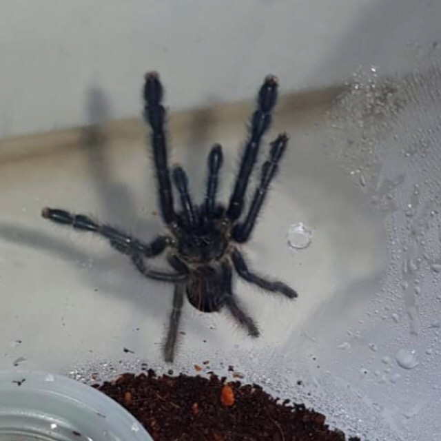 Phormingochilus Everetti