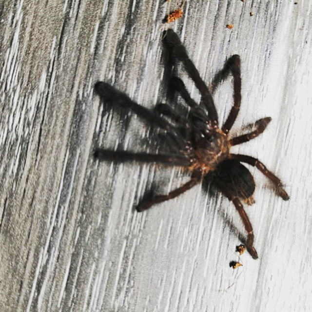 Phormingochilus Everetti