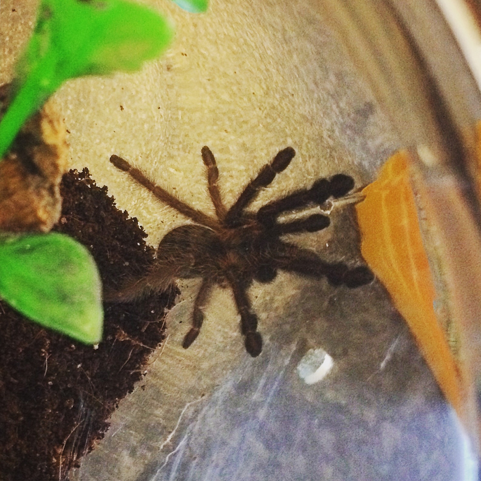 Phormingochilus Everetti