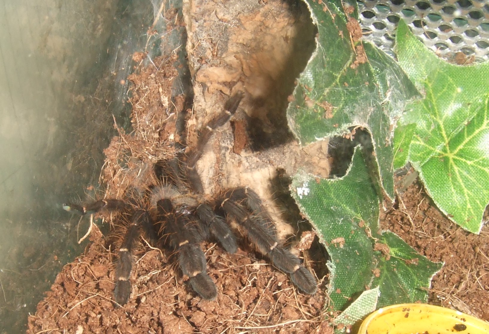 Phormingochilus. sp ackaya - Raya