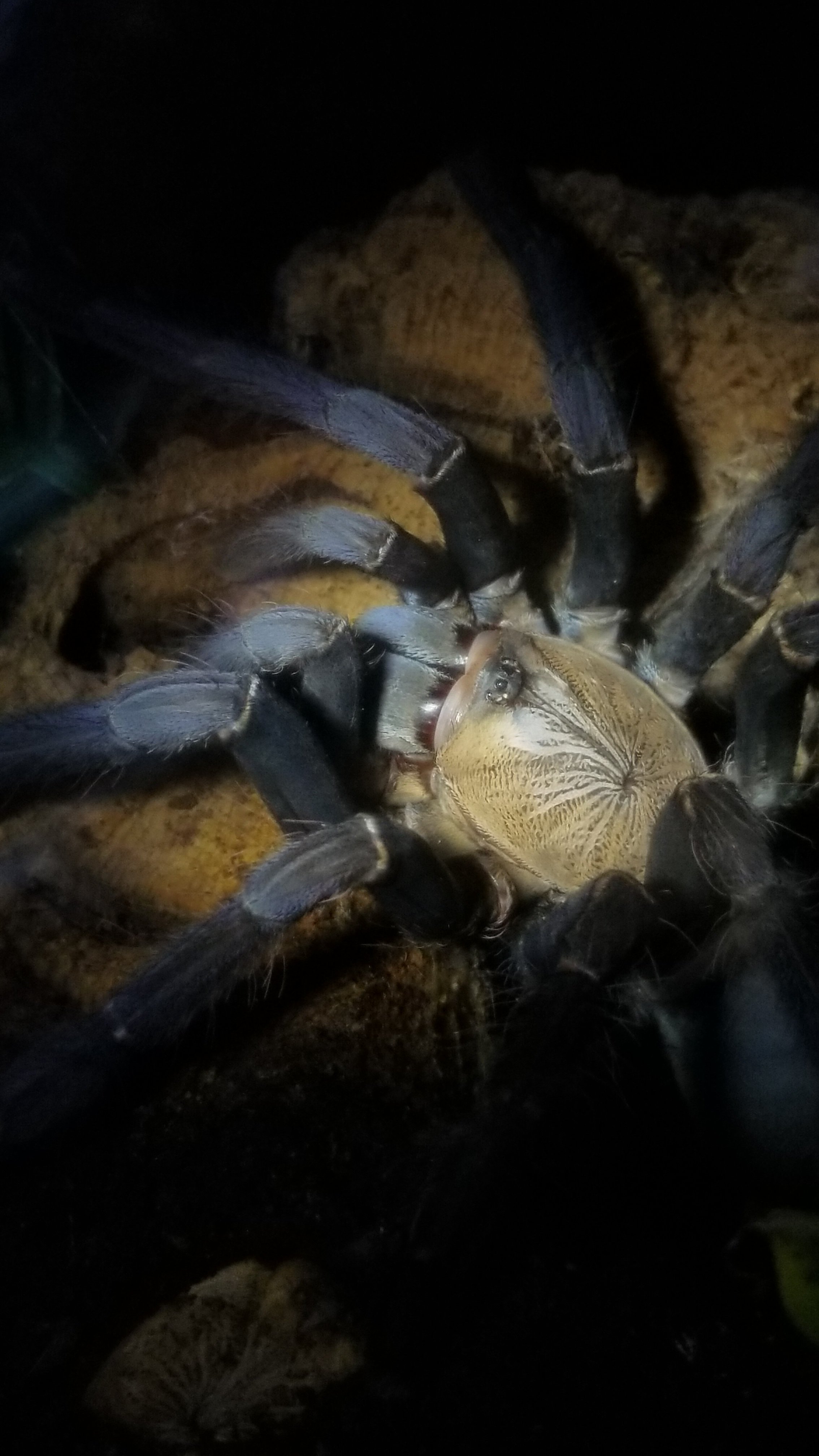 Phormingochilus sp. Hati Hati