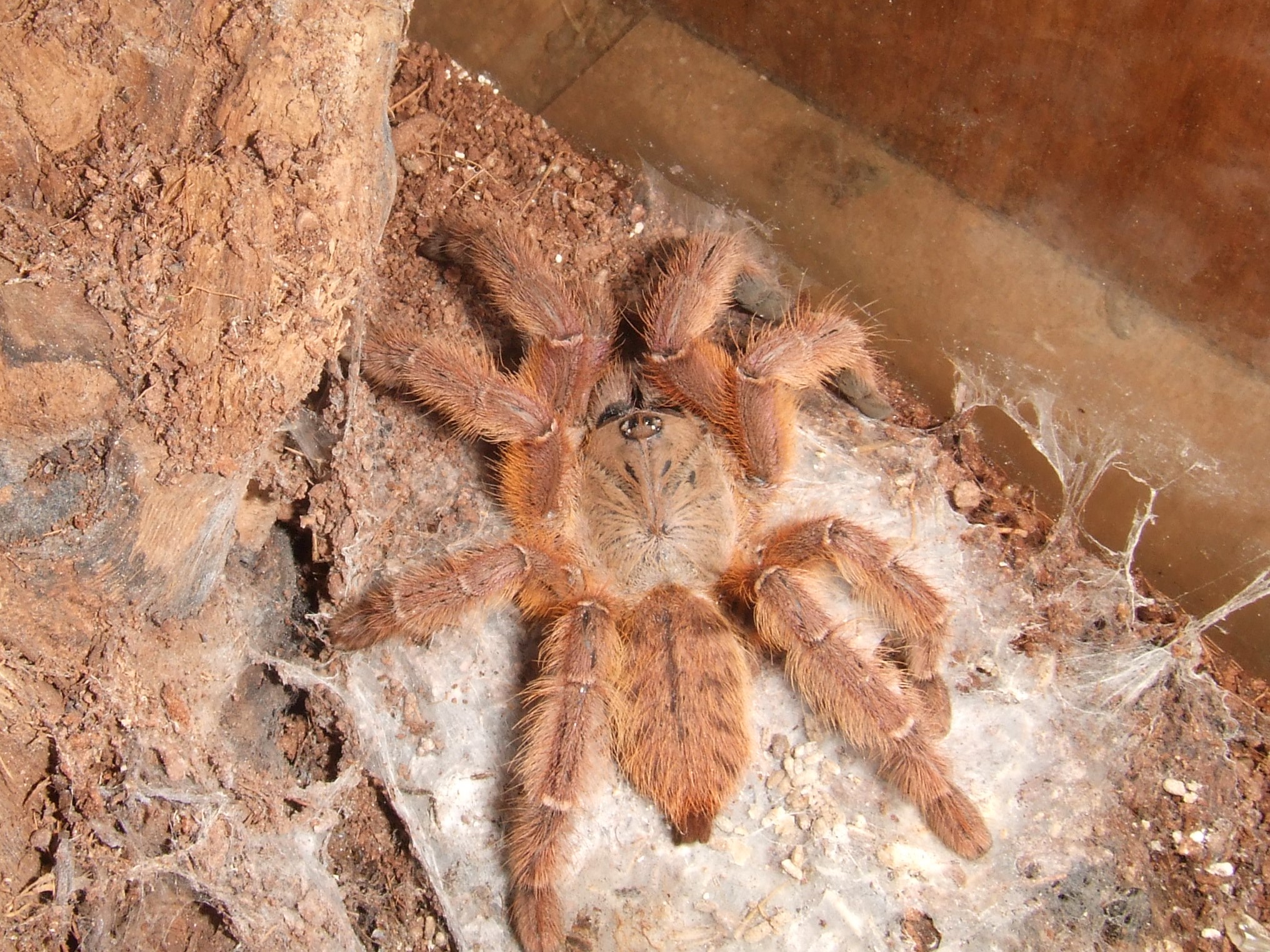 Phormingochilus sp. Rufus - Ayu