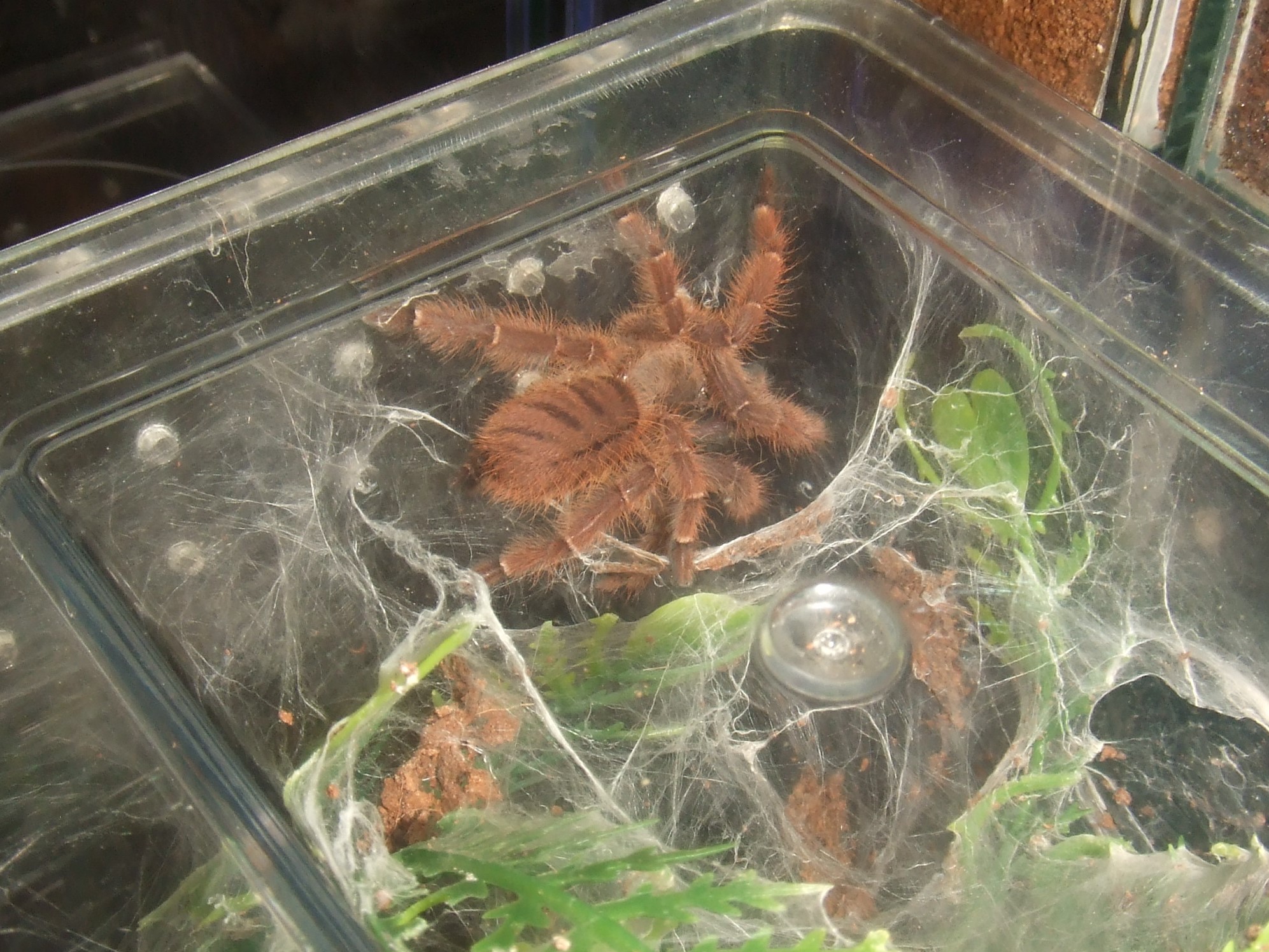 Phormingochilus sp. Rufus - Ayu