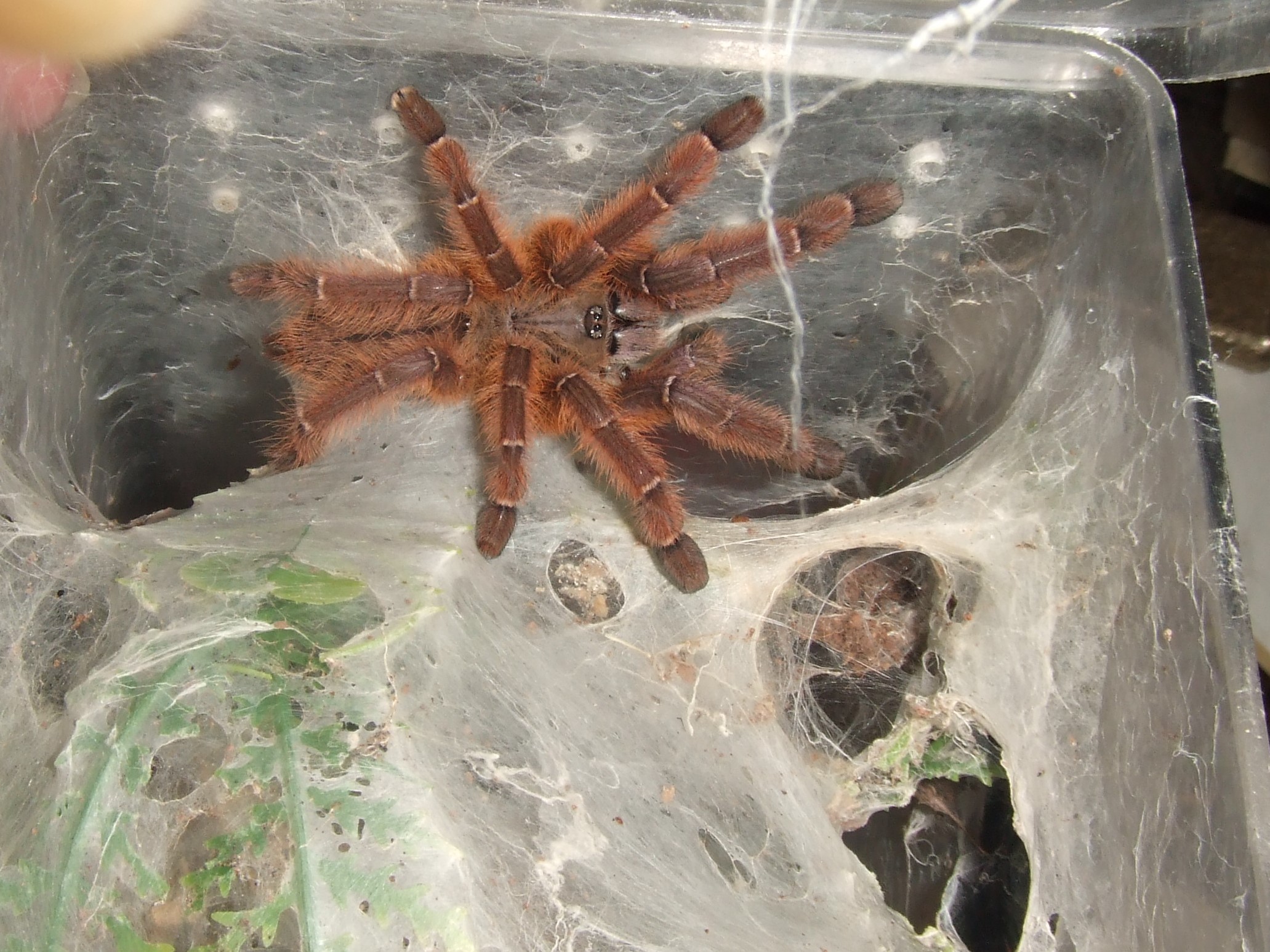 Phormingochilus sp. Rufus - Ayu