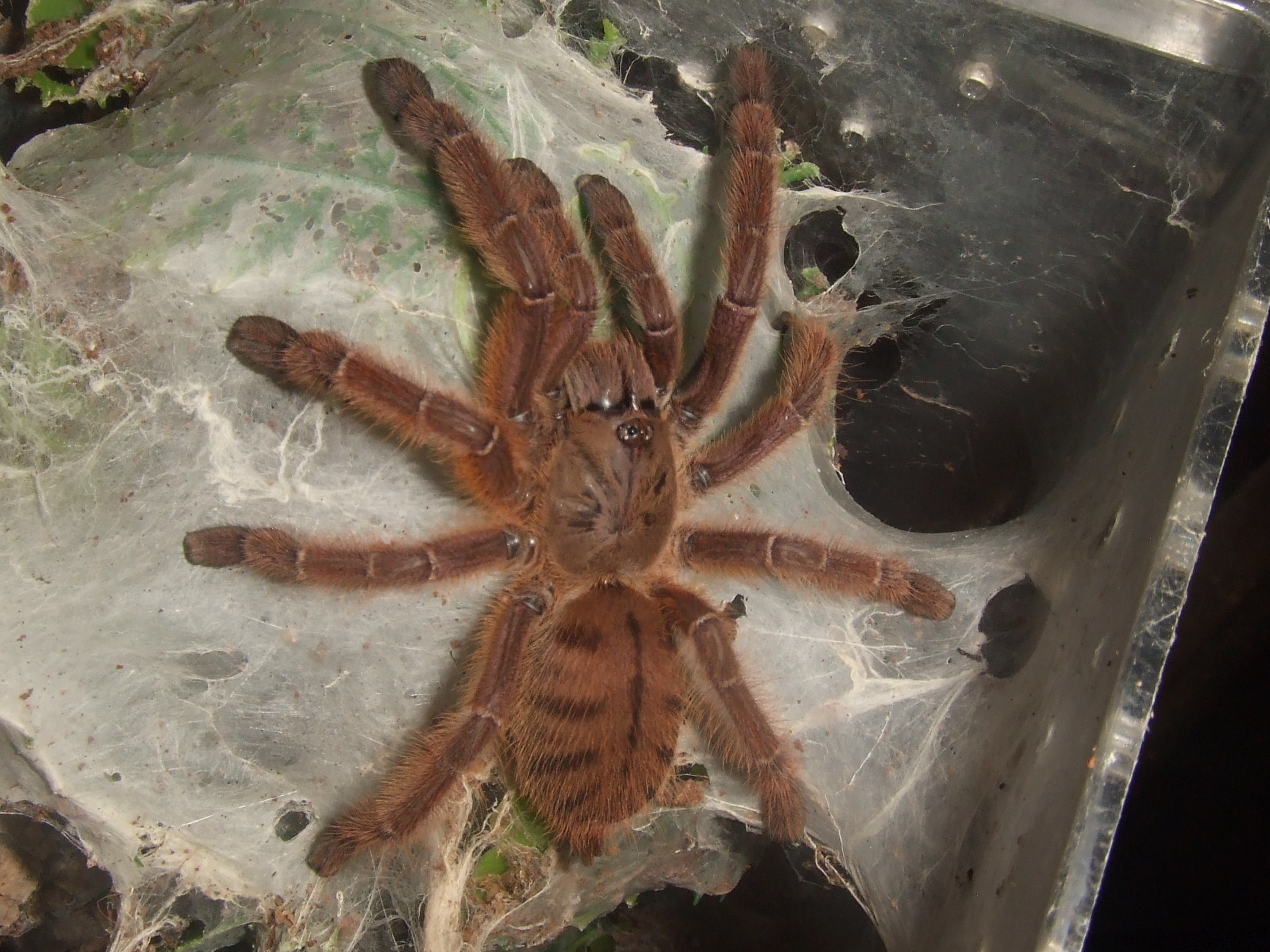 Phormingochilus sp. Rufus - Ayu
