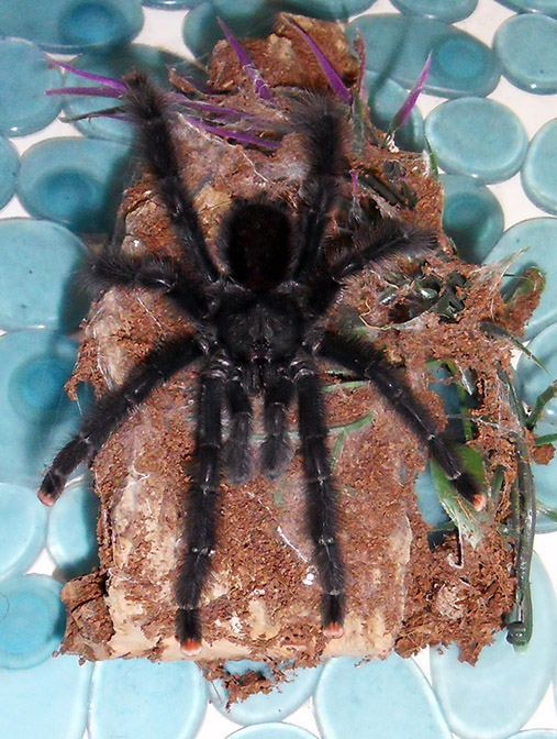 Pider the A. Avicularia