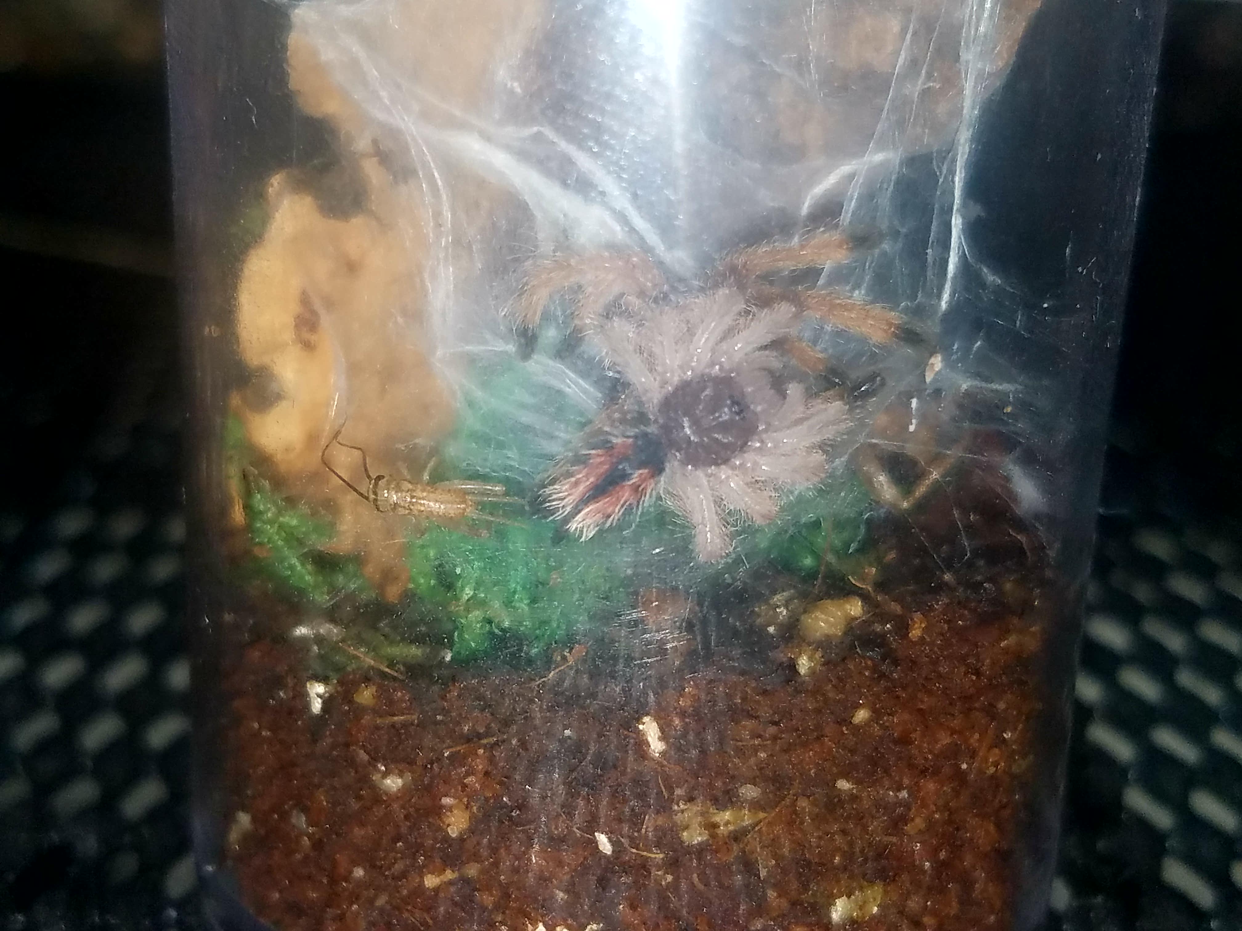 Pinktoe molting