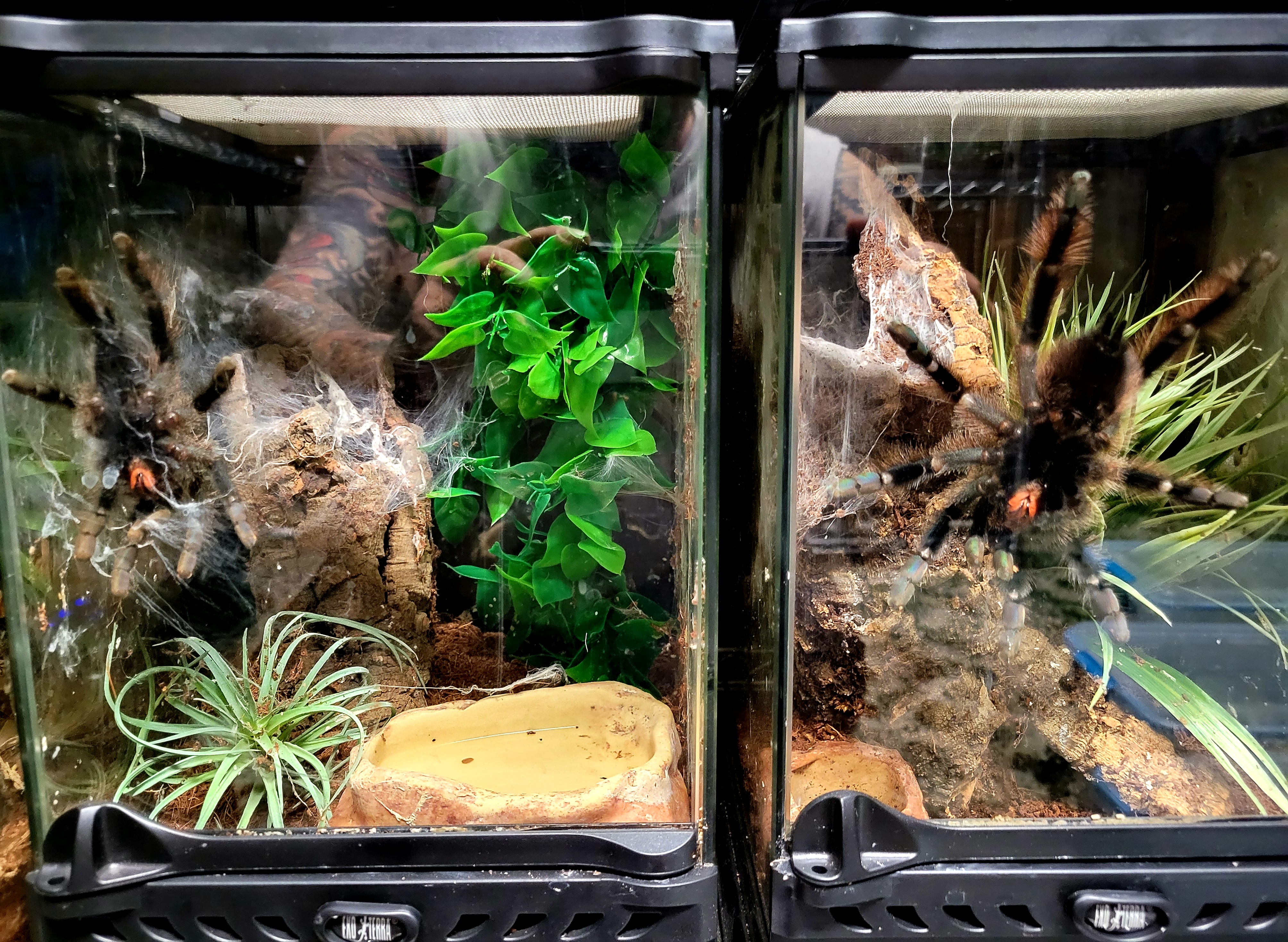 Pinktoe vs goliath pinktoe