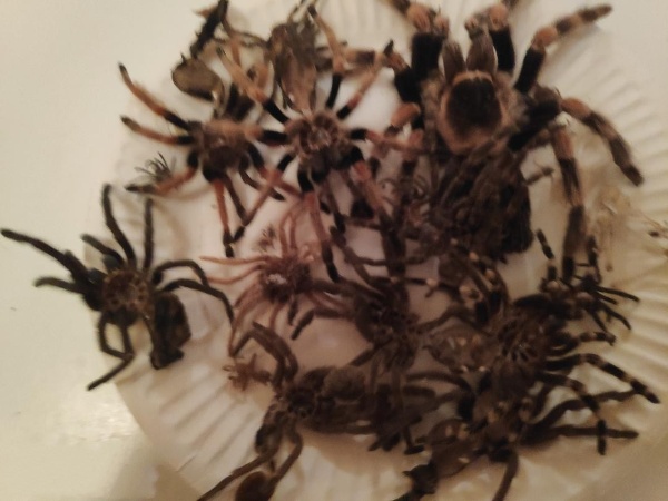 plate of recent molts.