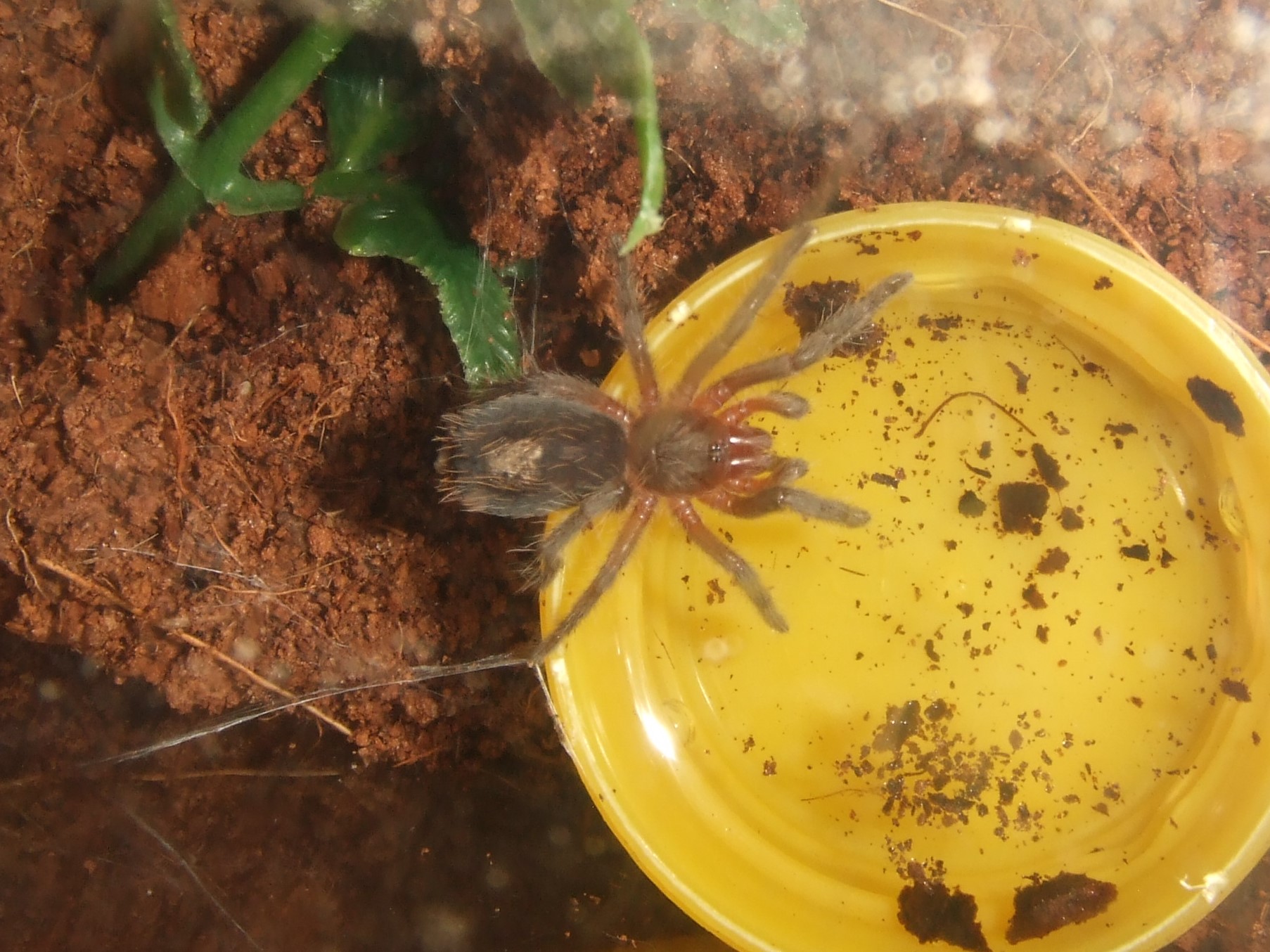 Plesiopelma longisternale - Toba