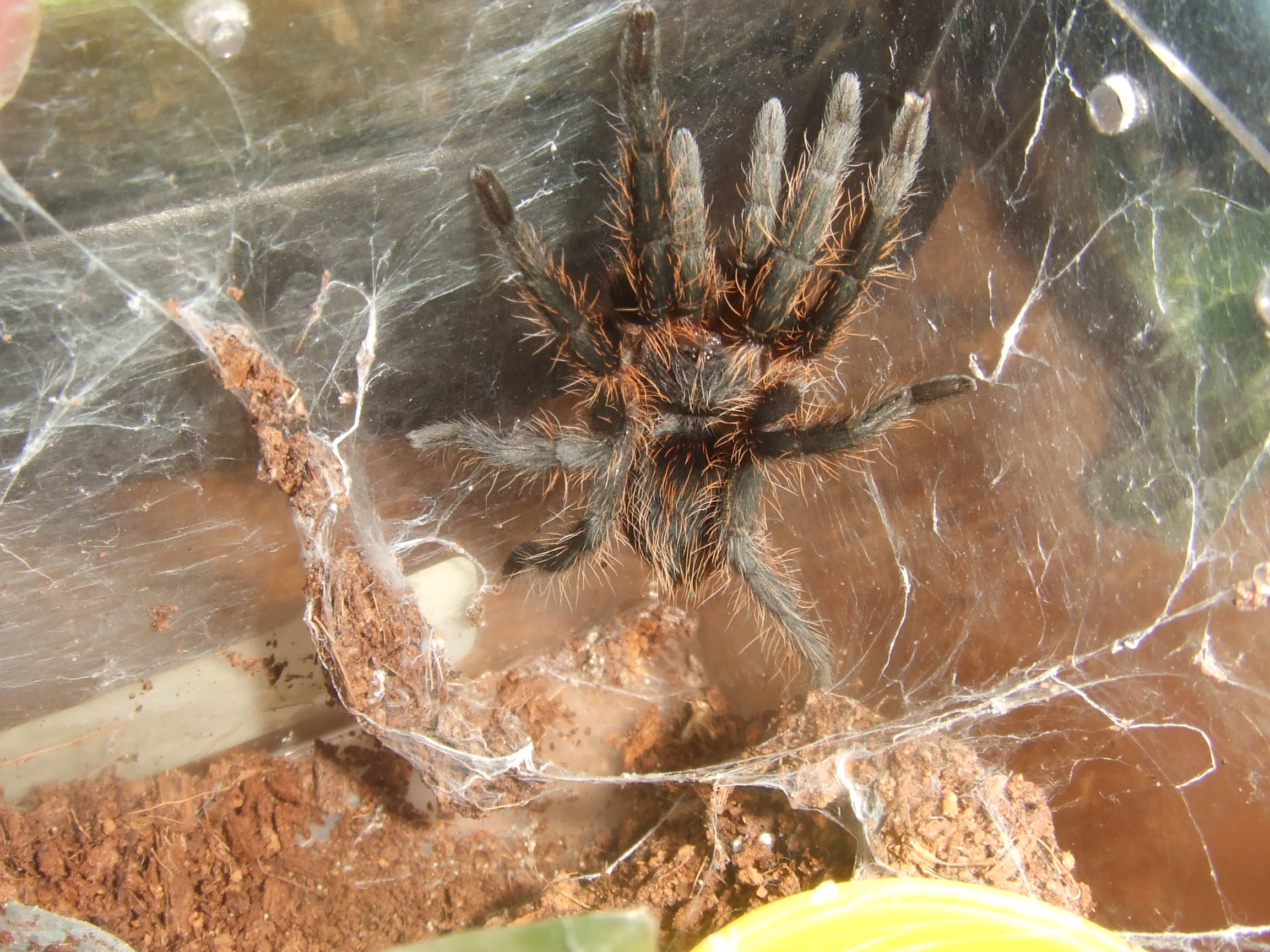 Plesiopelma longisternale - Toba