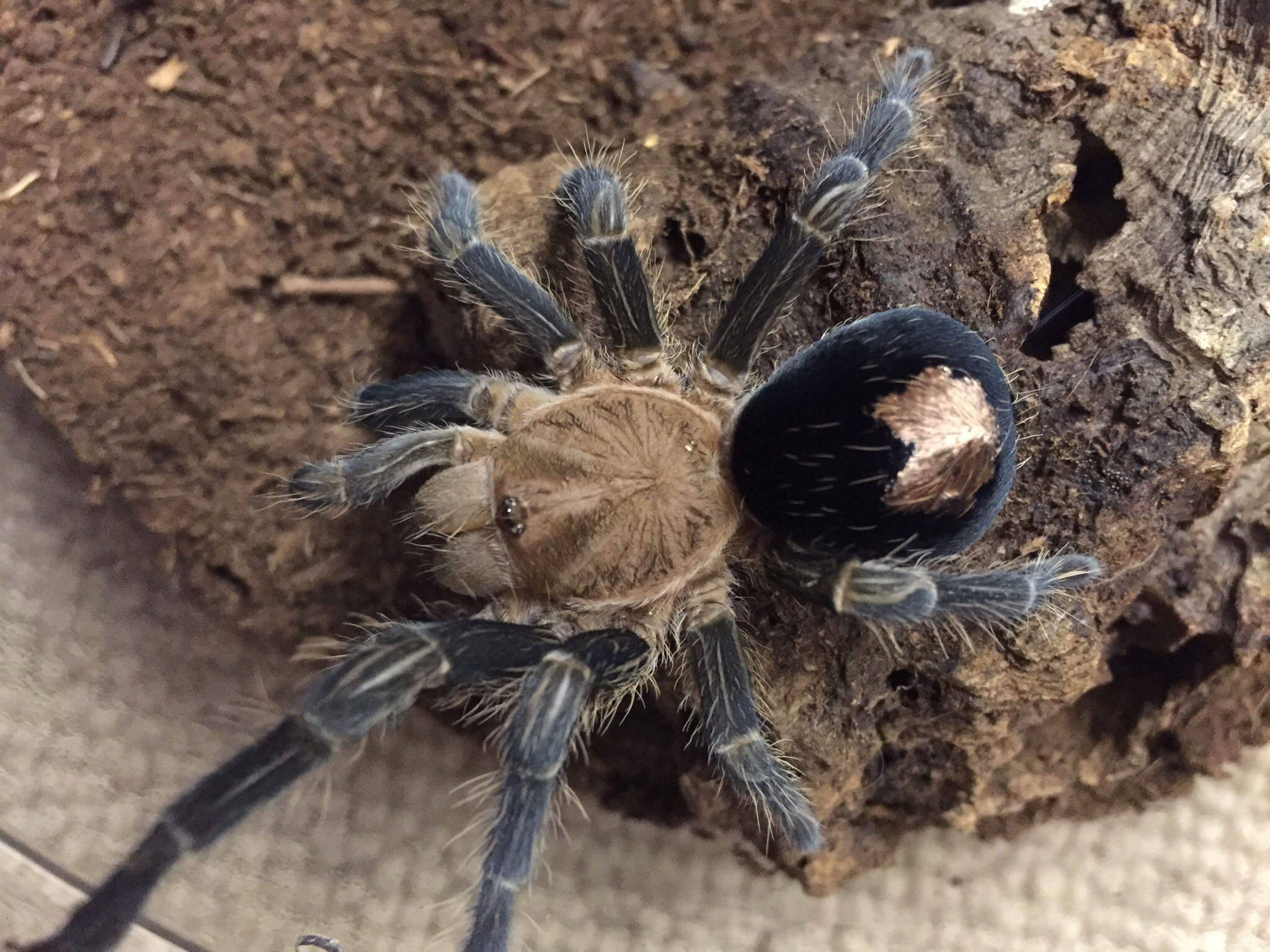 Plesiopelma sp. Peruvian Bronze Valentine