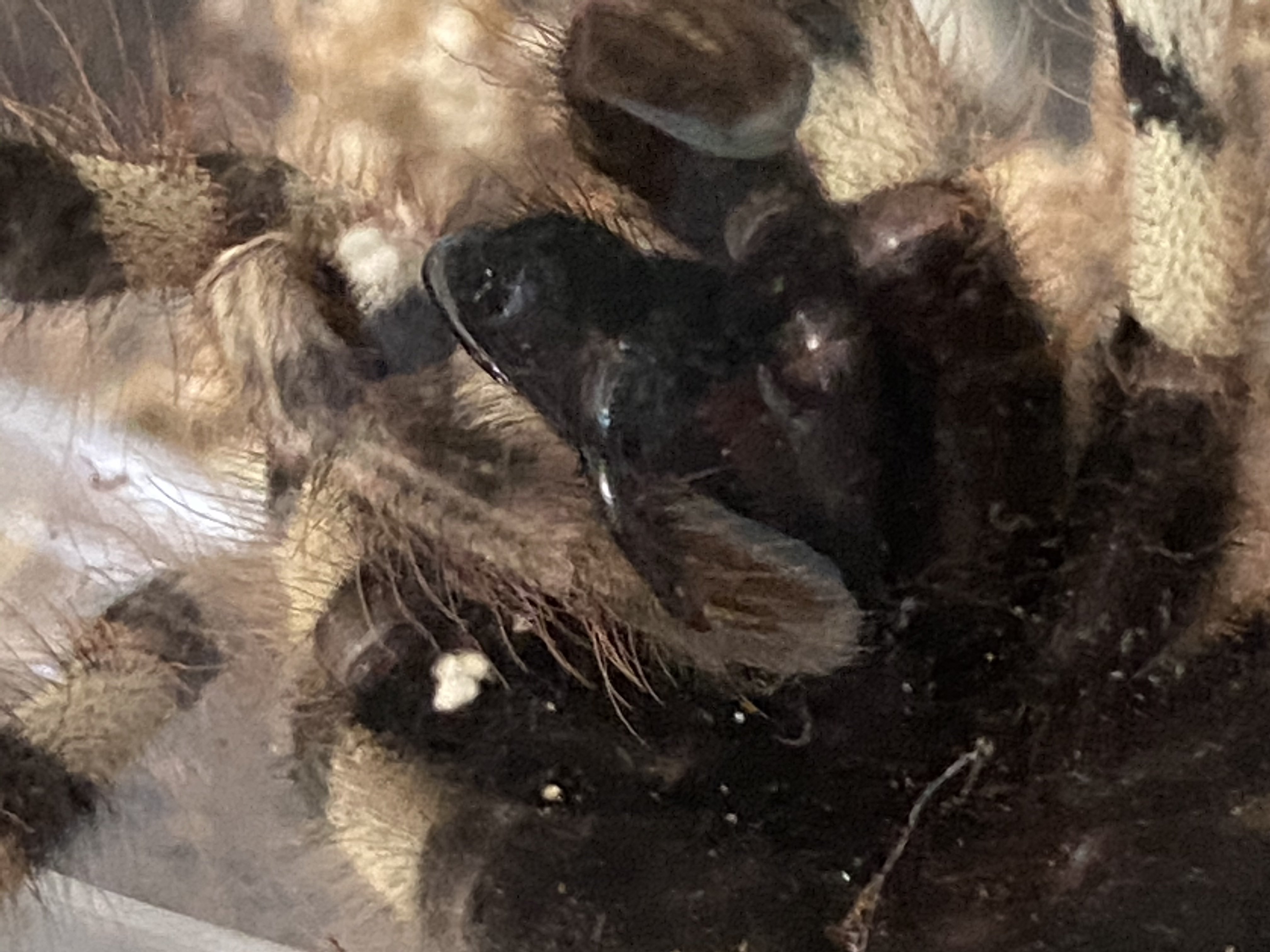 Poecilotheria formosa