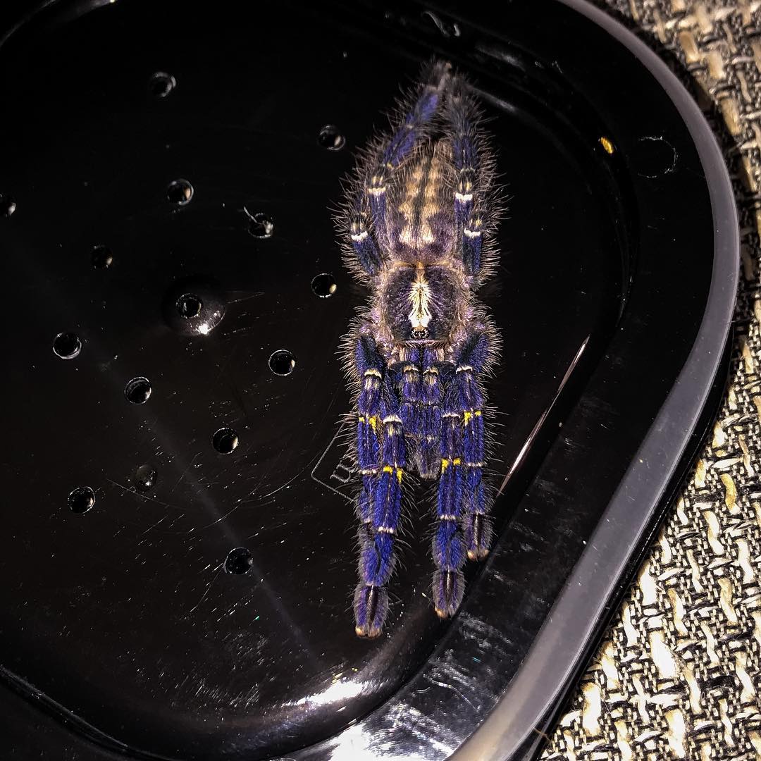 Poecilotheria metallica "Arrogate"