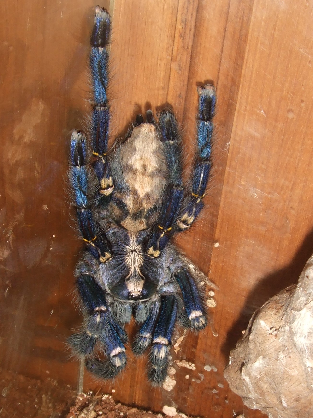 Poecilotheria metallica (F) - Trip