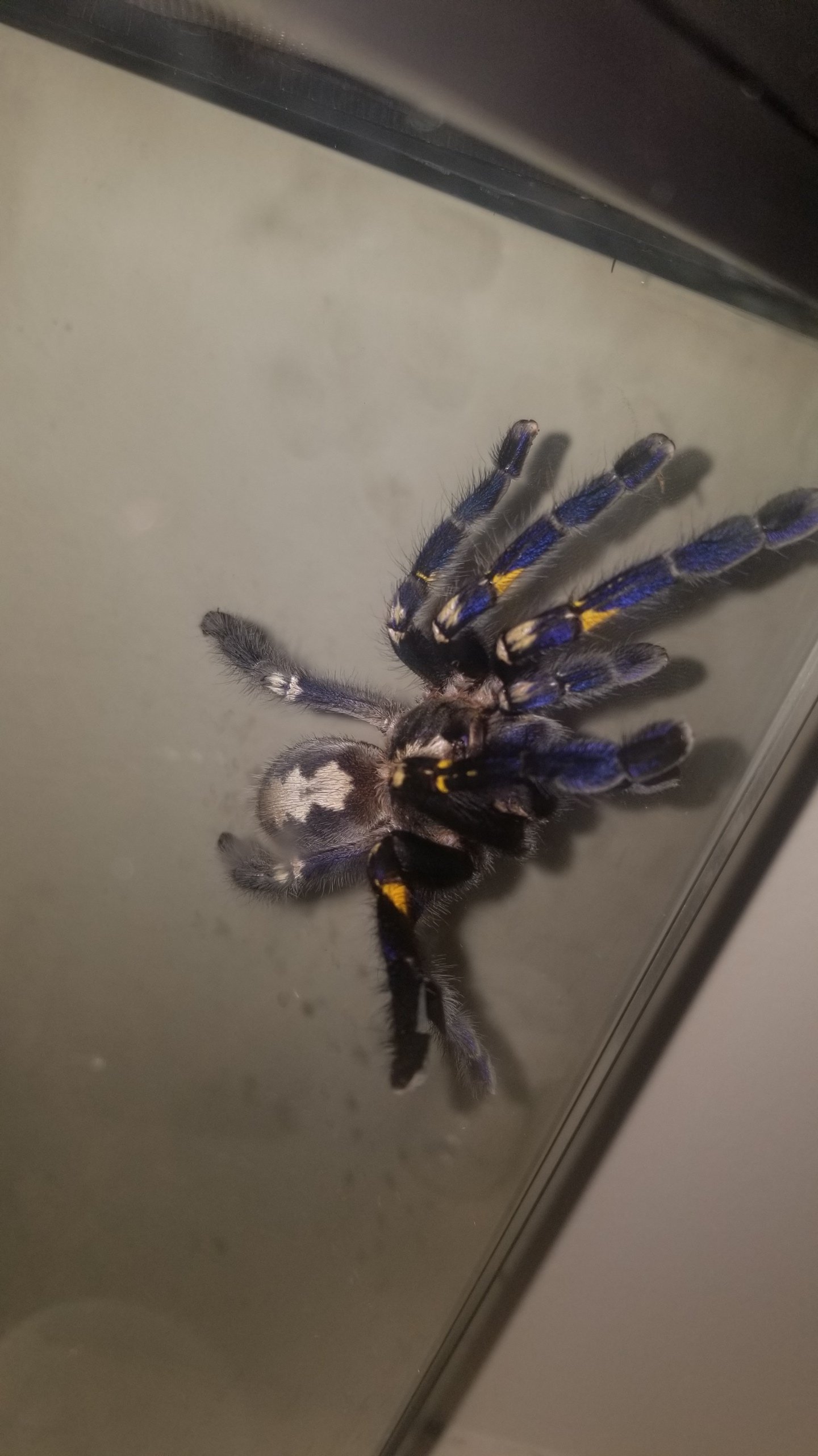 Poecilotheria metallica female