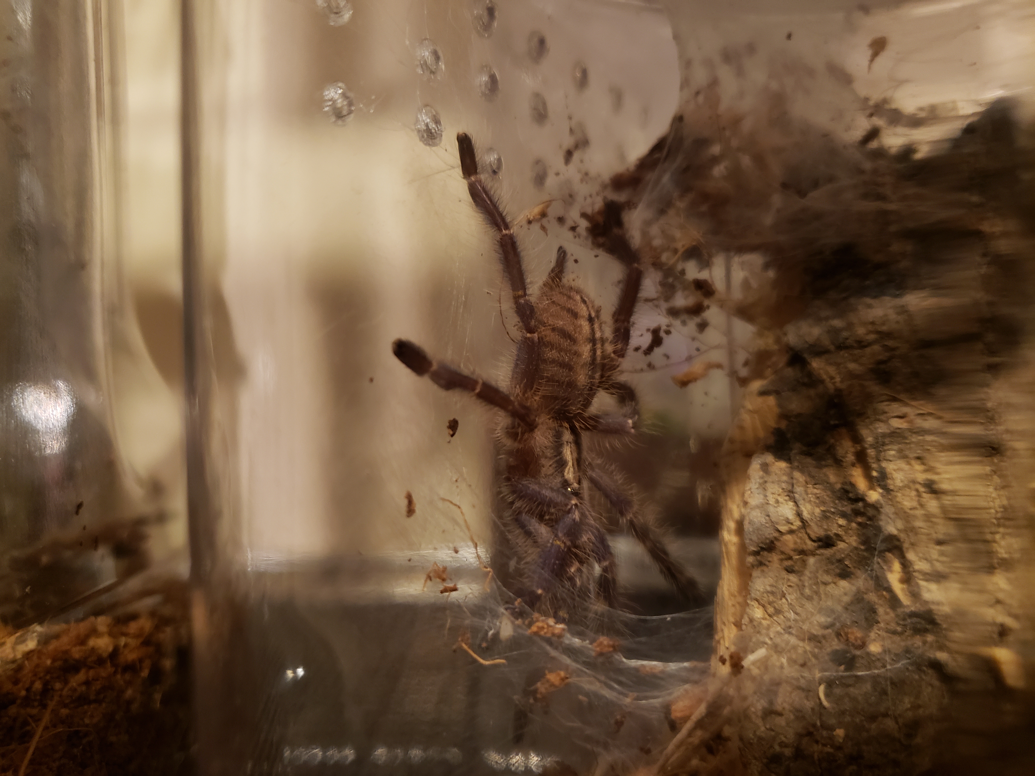 Poecilotheria metallica sling