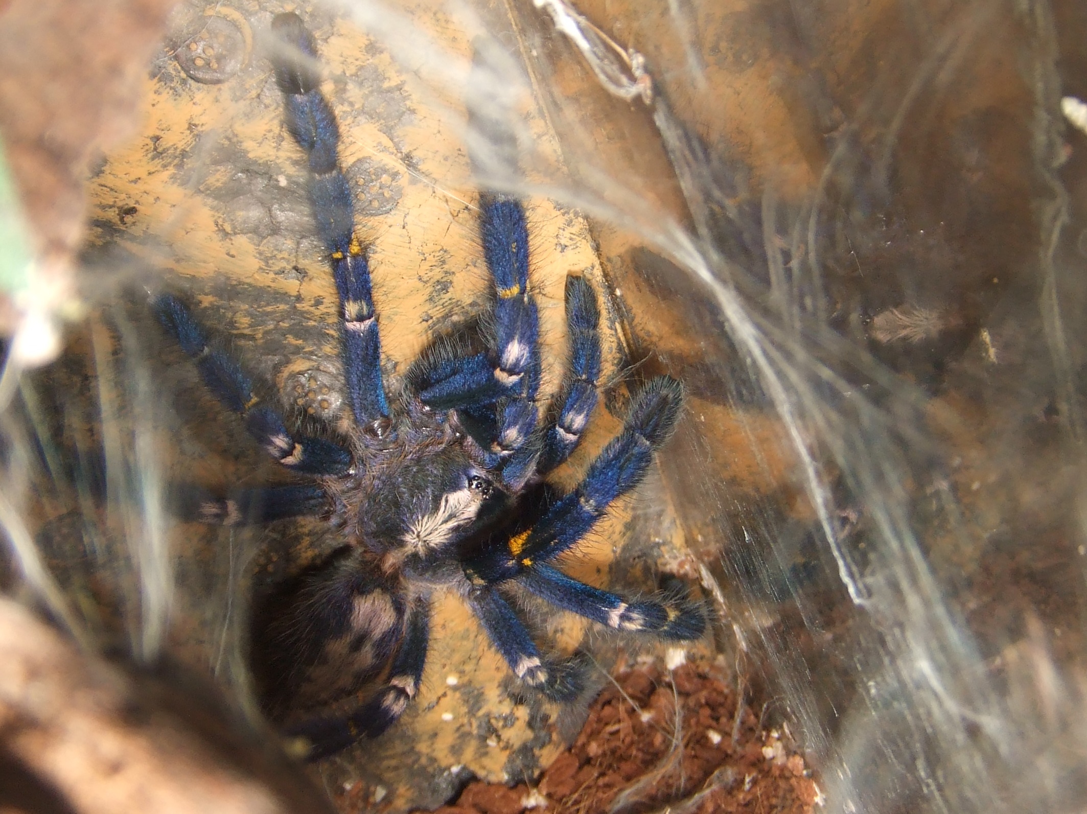 Poecilotheria metallica - Trip