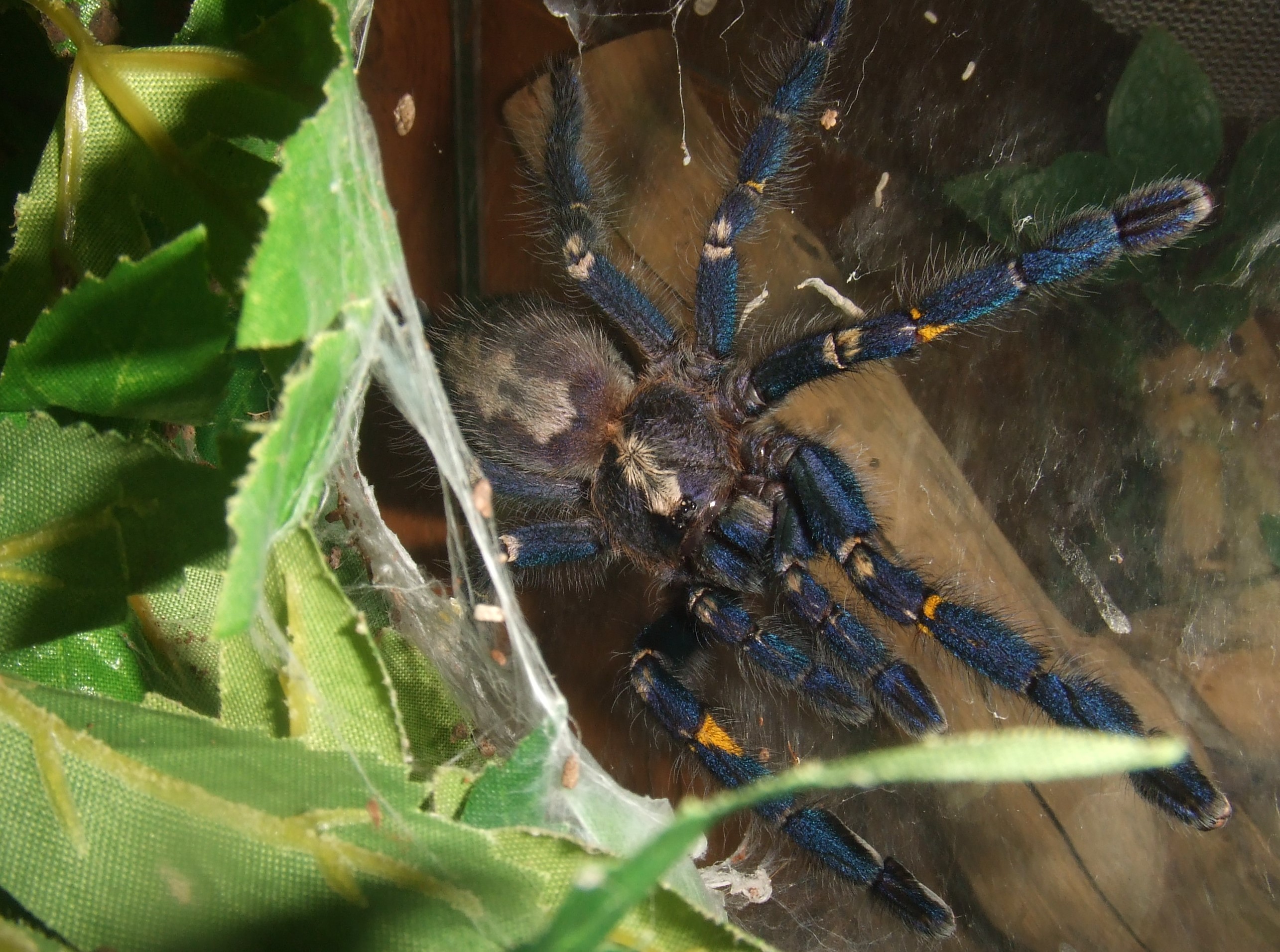 Poecilotheria metallica - Trip