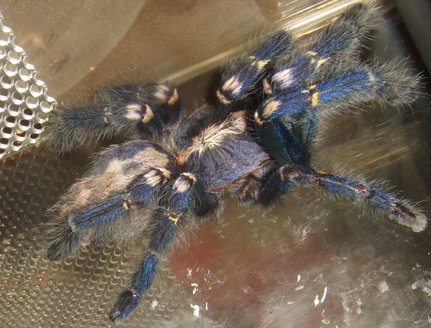 Poecilotheria metallica - Trip