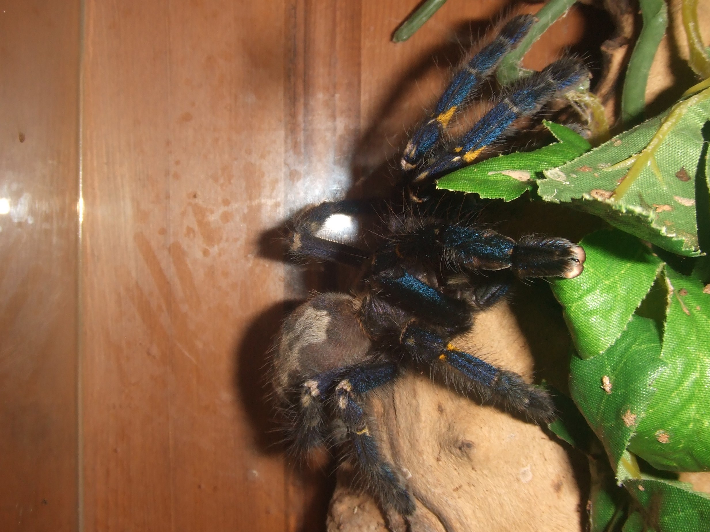 Poecilotheria metallica - Trip