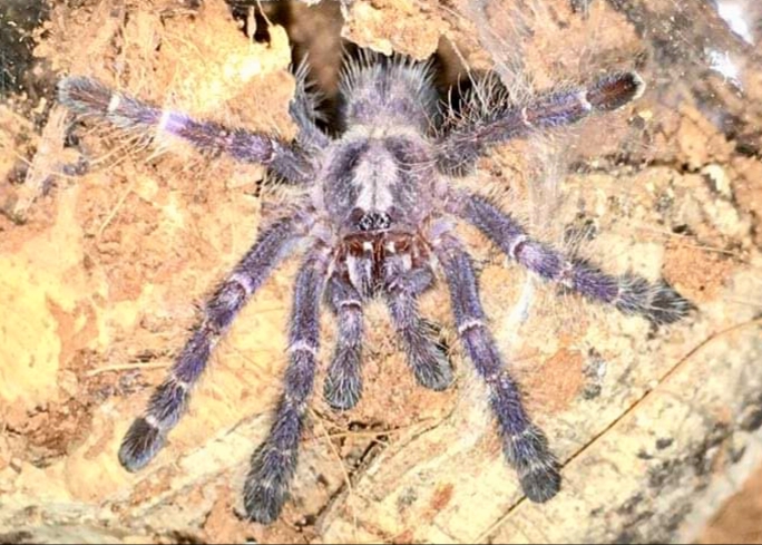 Poecilotheria metallica