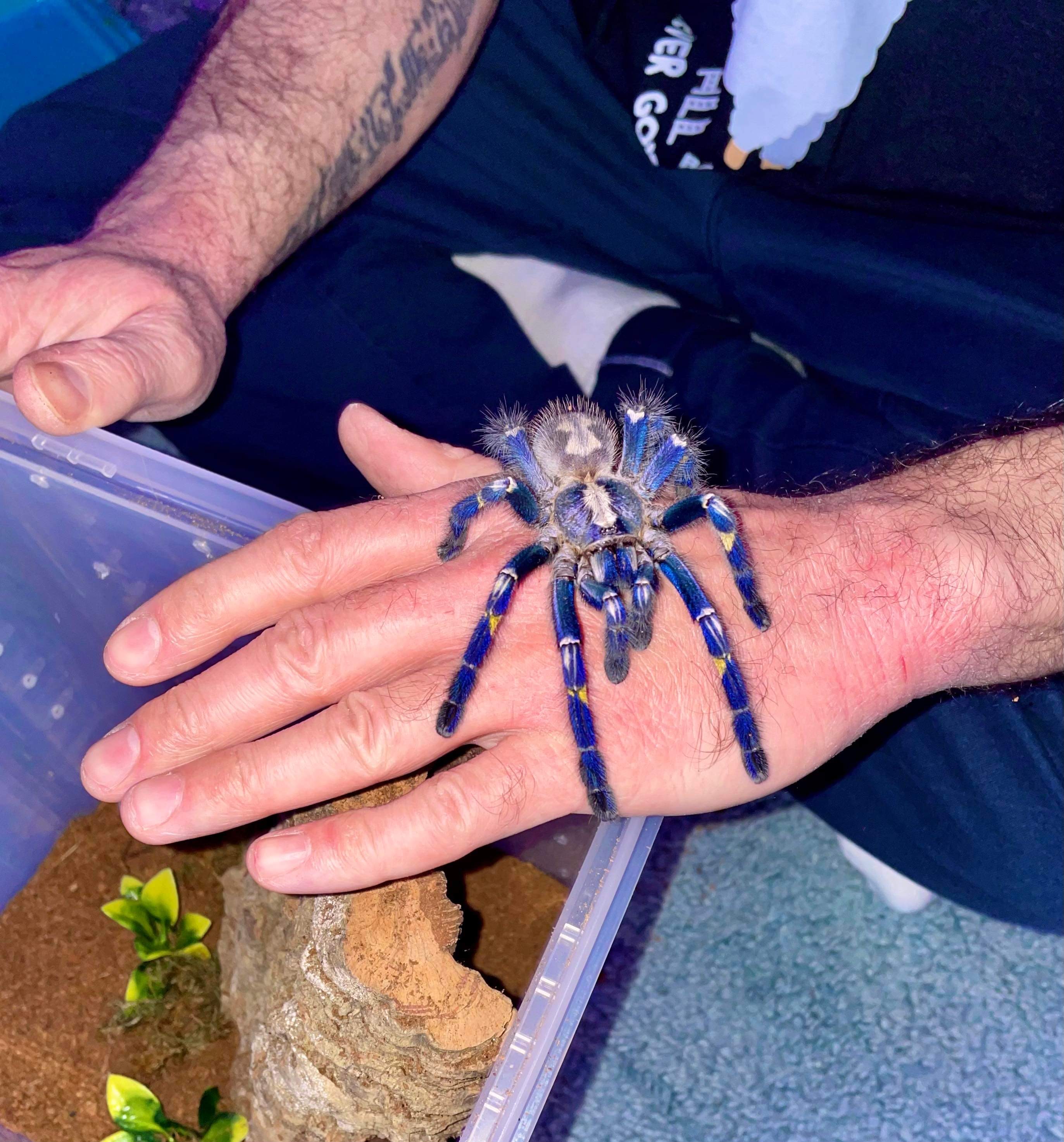 Poecilotheria metallica